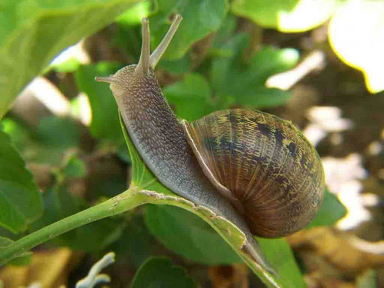 big fat snail, brown snail, patterned shell, HD Desktop Wallpaper