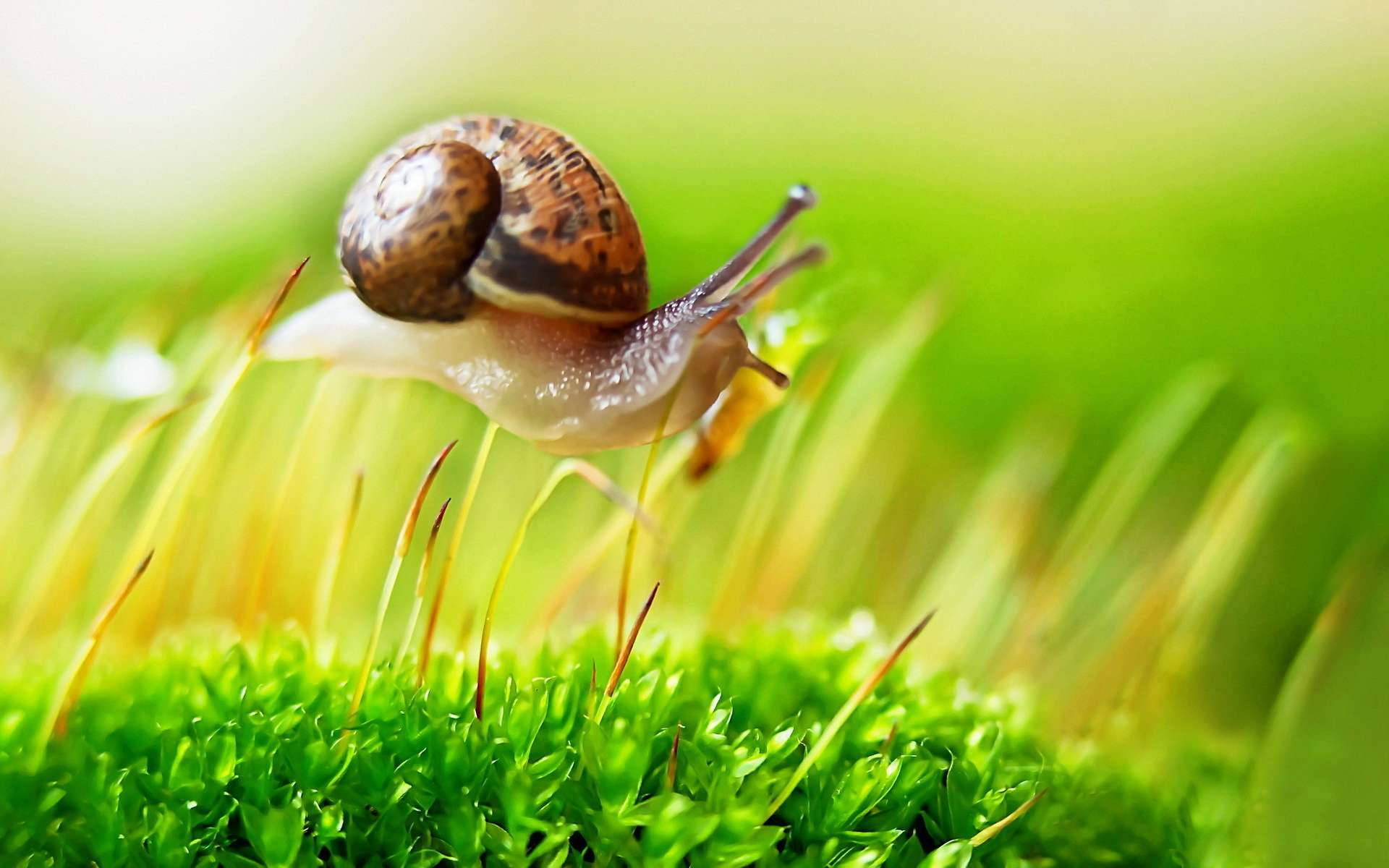 brown snail, vibrant green moss, soft blurred grass background, Full HD Desktop Wallpaper