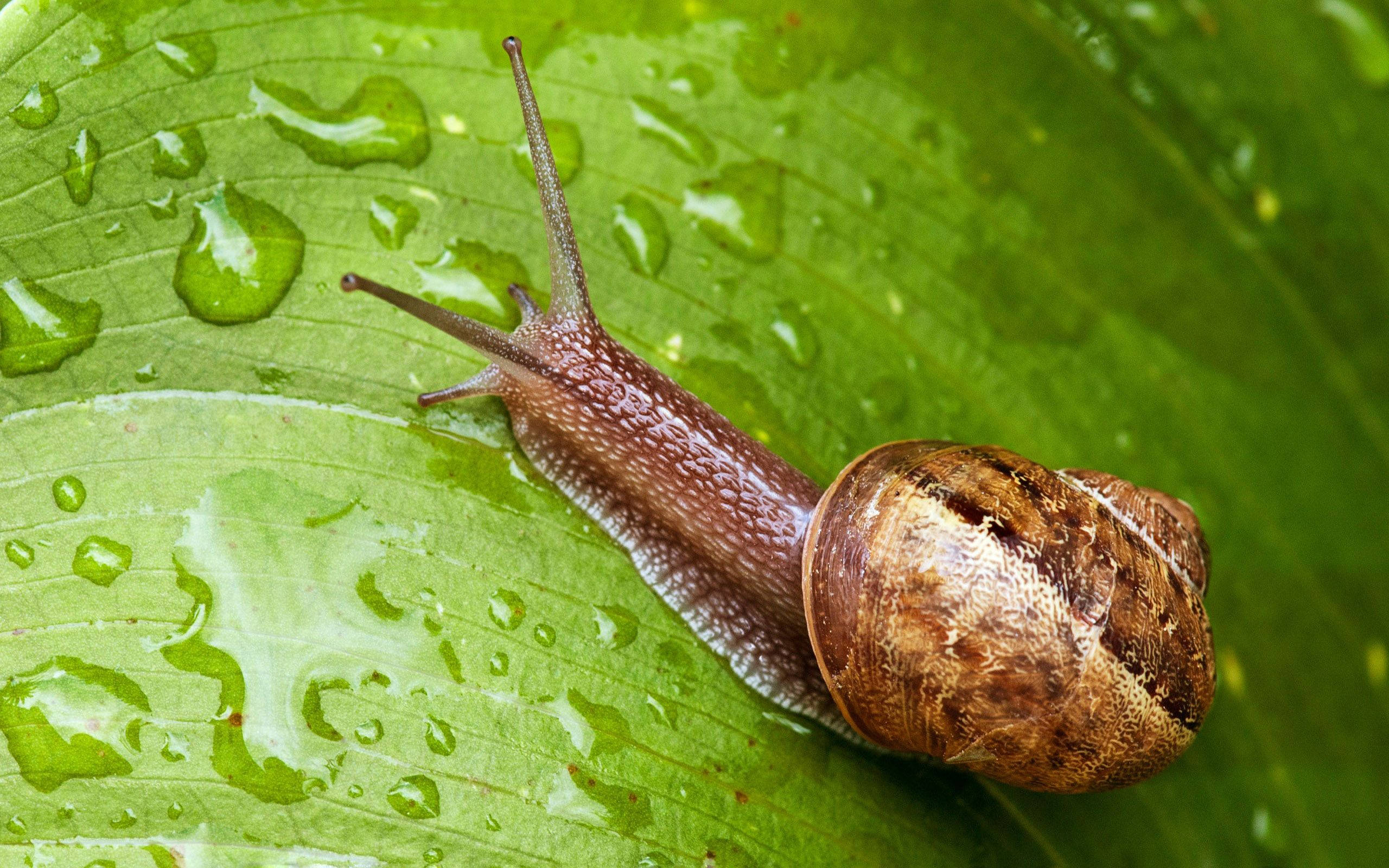 snail, brown snail, spiraled shell, 2K Desktop Wallpaper