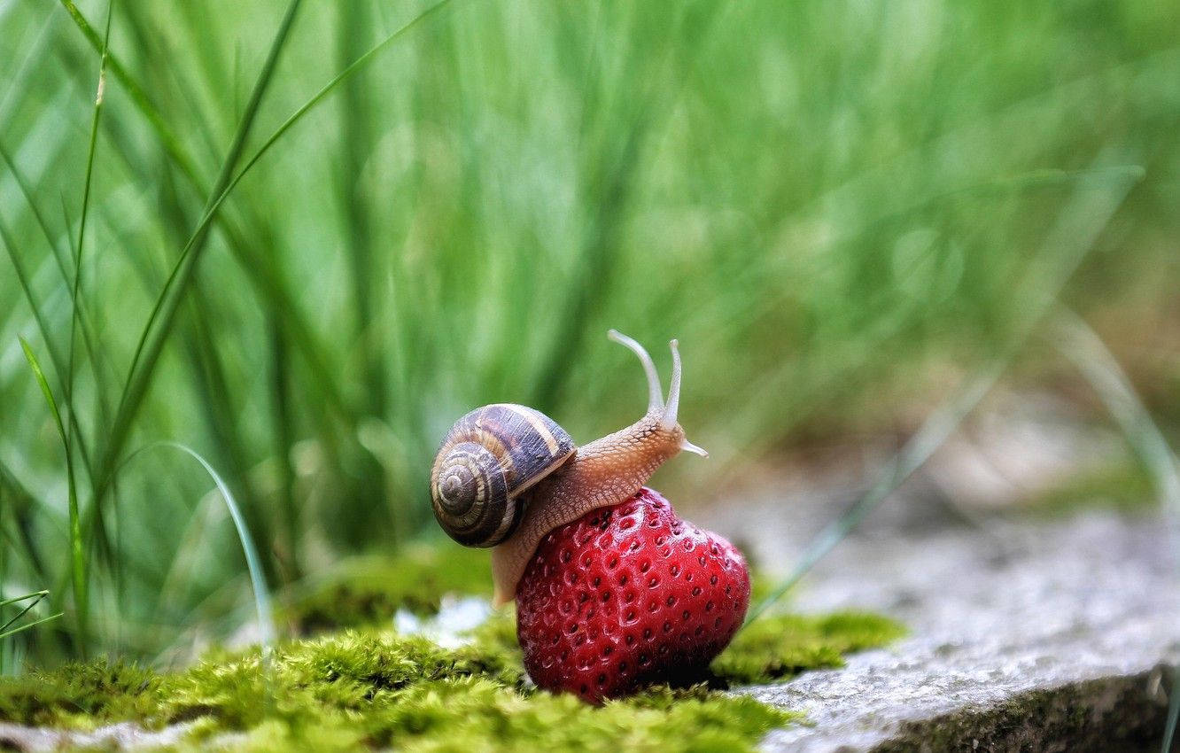 snail, striped shell, ripe red strawberry, HD Desktop Wallpaper