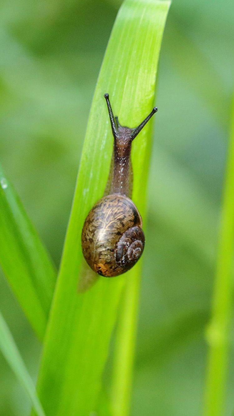 black snail, brown snail, spiraled shell, HD Phone Wallpaper