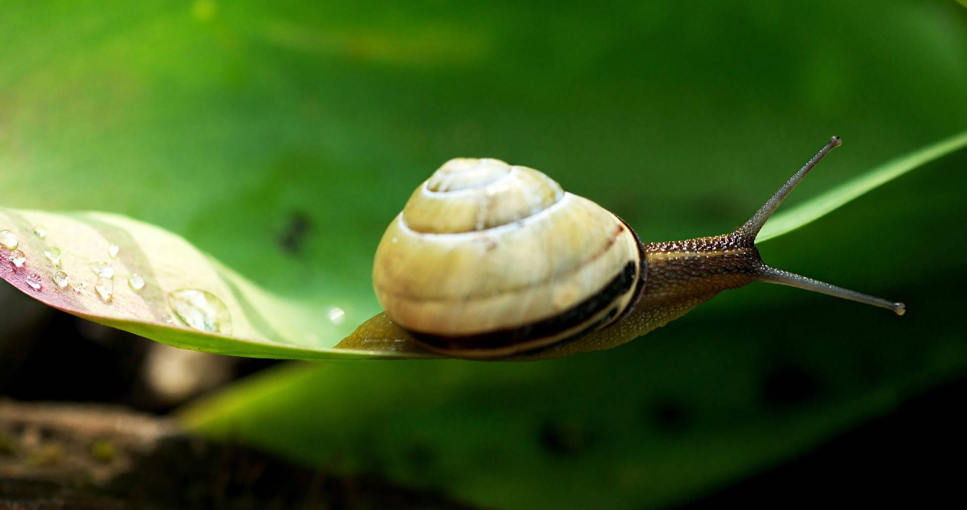 brown decollate snail, striped shell, dew-covered green leaf, Full HD Desktop Wallpaper
