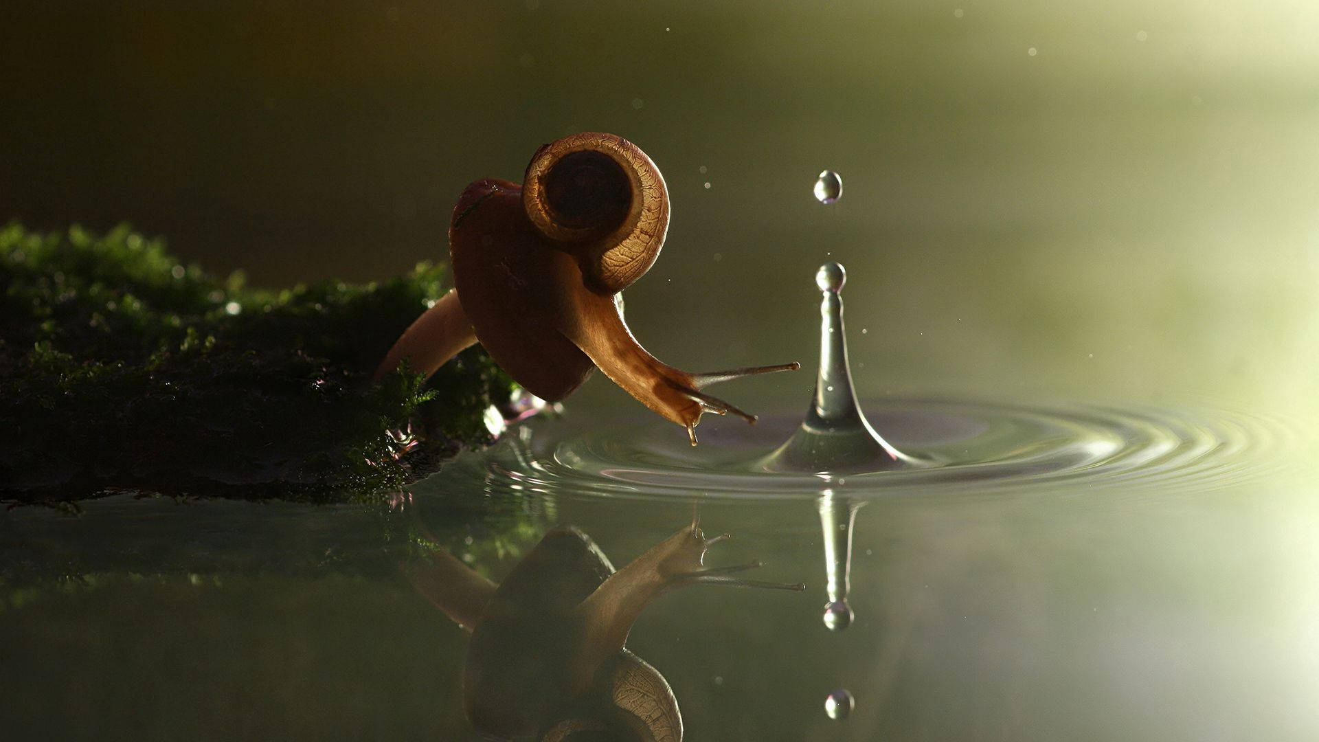 snail, leaf, water droplet, Full HD Desktop Wallpaper