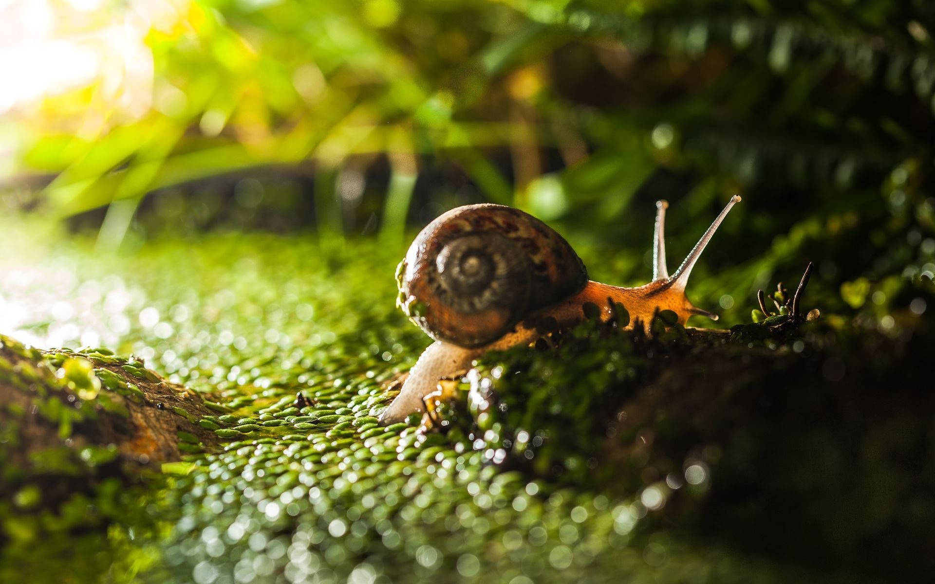 transparent orange snail, brown shell, vibrant green moss, Full HD Desktop Wallpaper