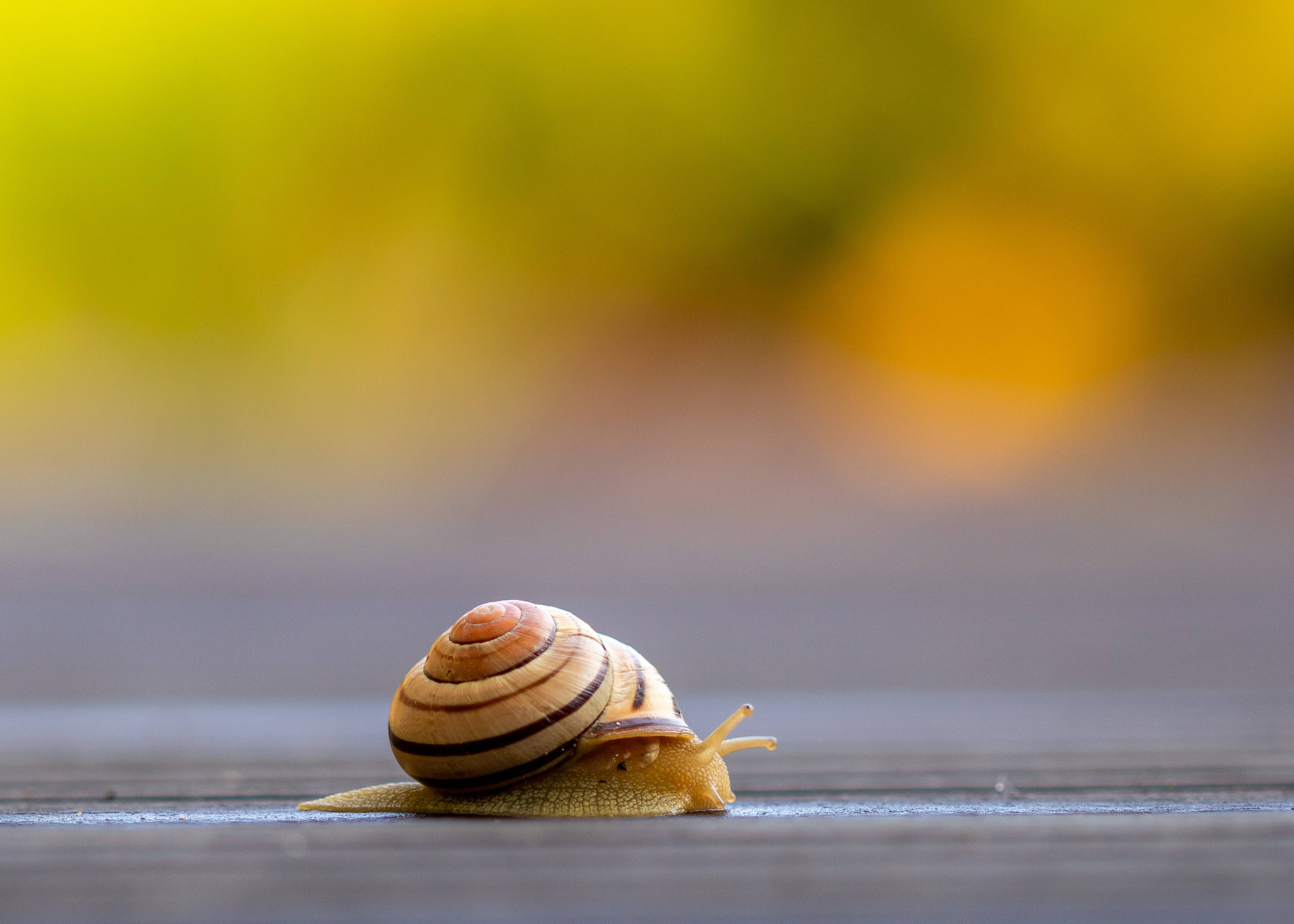 striped snail, wooden surface, soft yellow blurred background, 2K Desktop Wallpaper