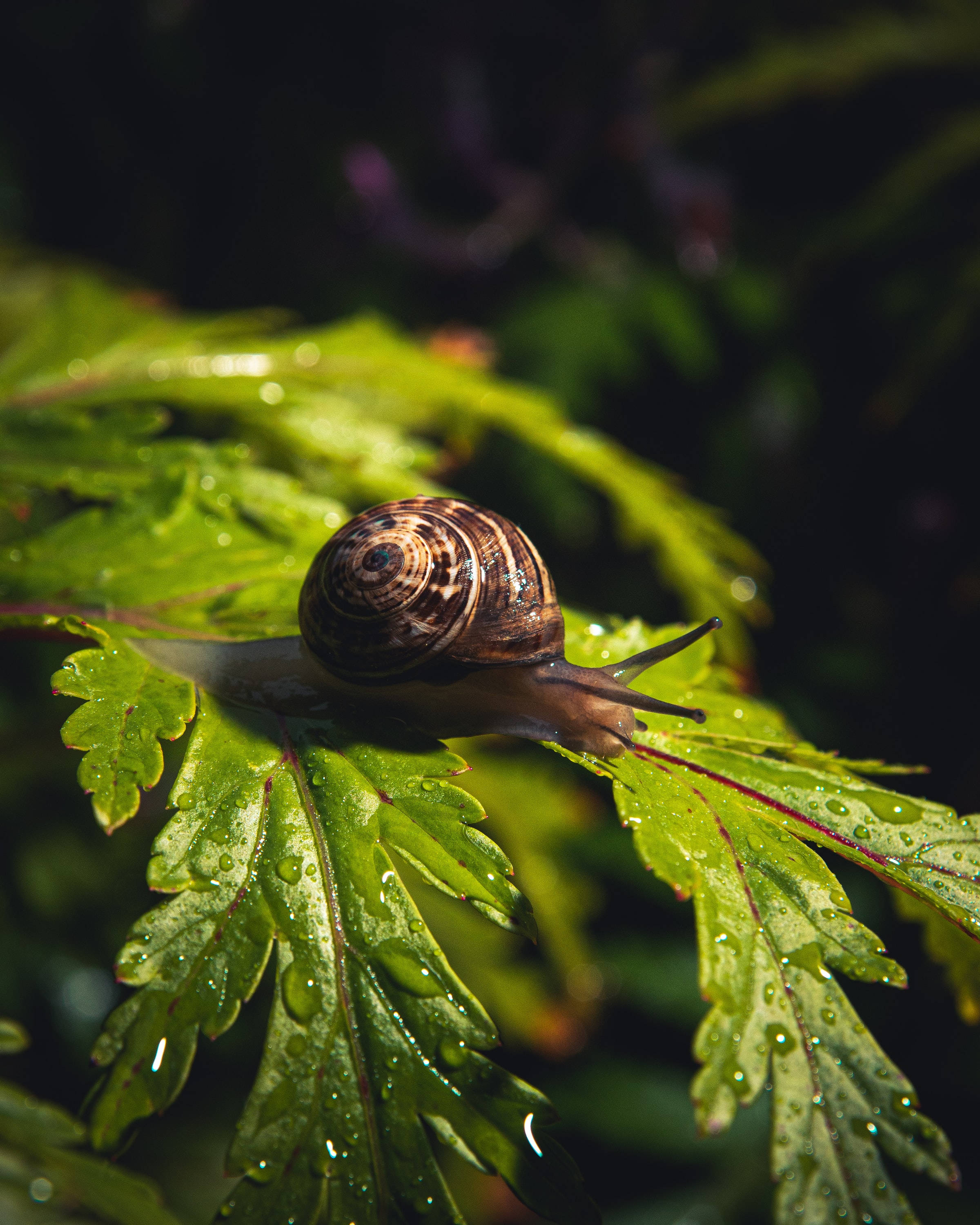 snail, brown spiral shell, dew-covered green leaf, 2K Phone Wallpaper