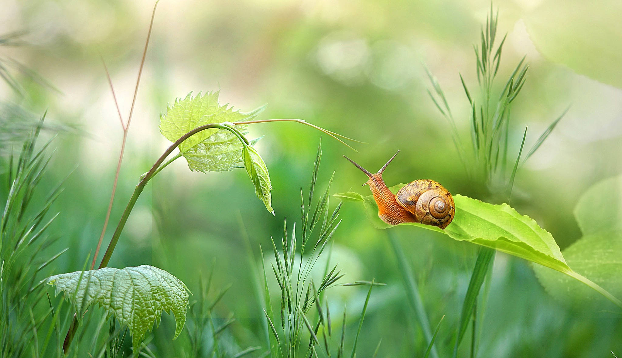 snail, spiraled shell, vibrant green leaf, Full HD Desktop Wallpaper