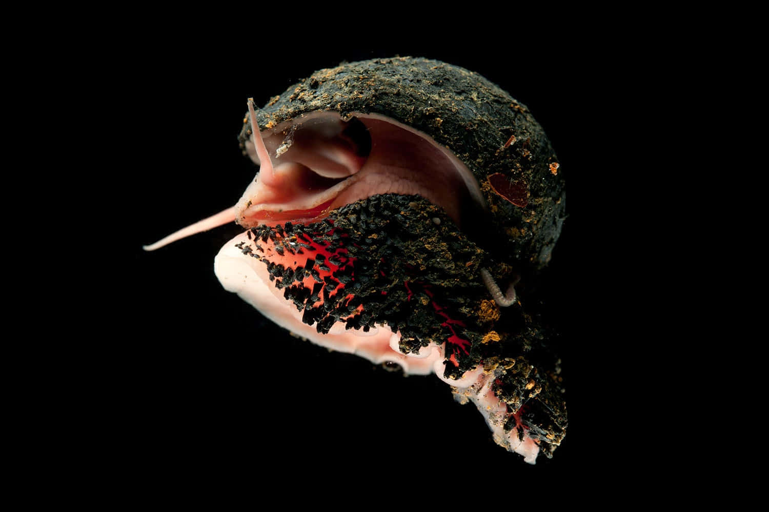 marine snail, dark textured snail shell, pinkish interior, HD Desktop Wallpaper