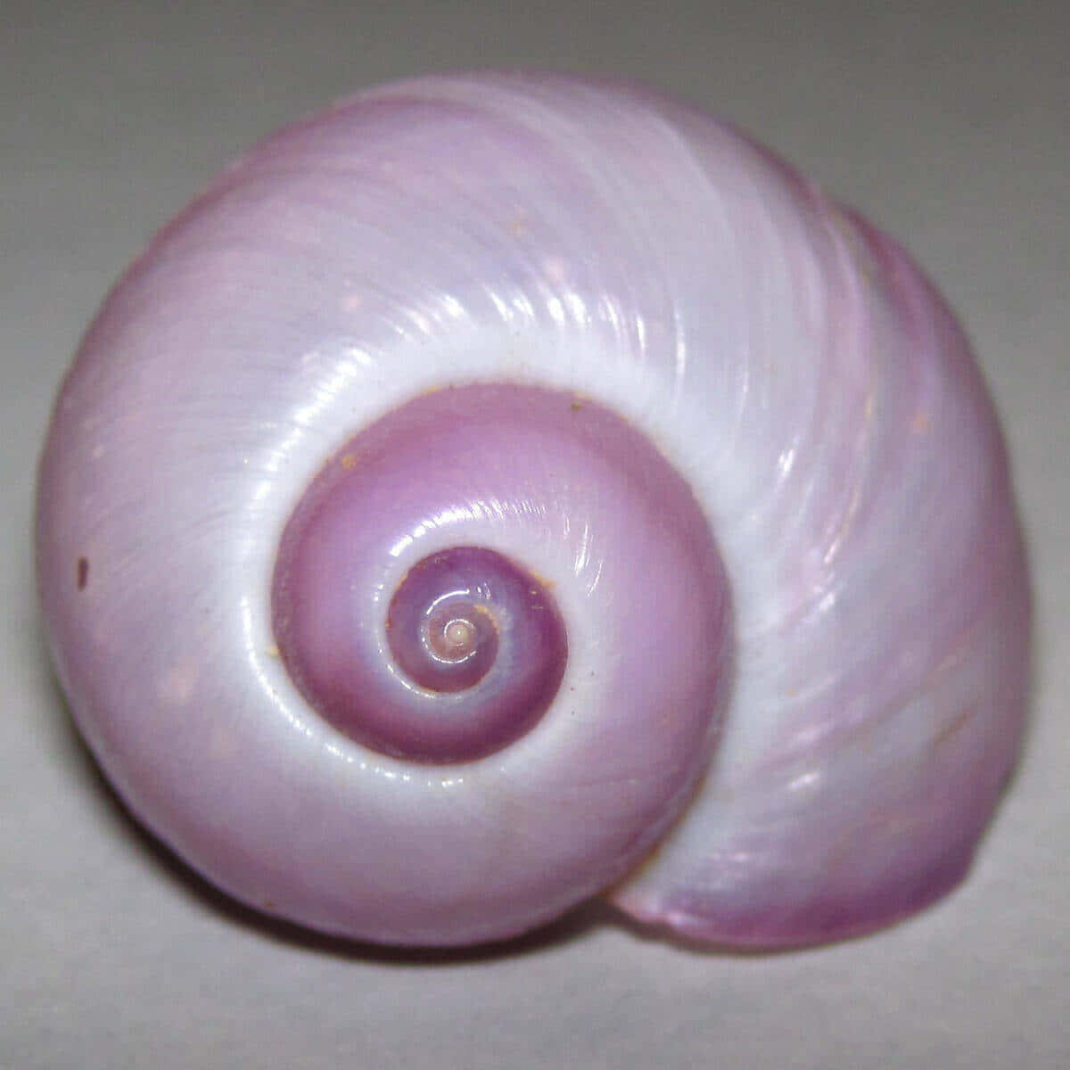 pink sea snail shell, smooth glossy spiral seashell, iridescent lavender and white hues, SD Desktop Wallpaper