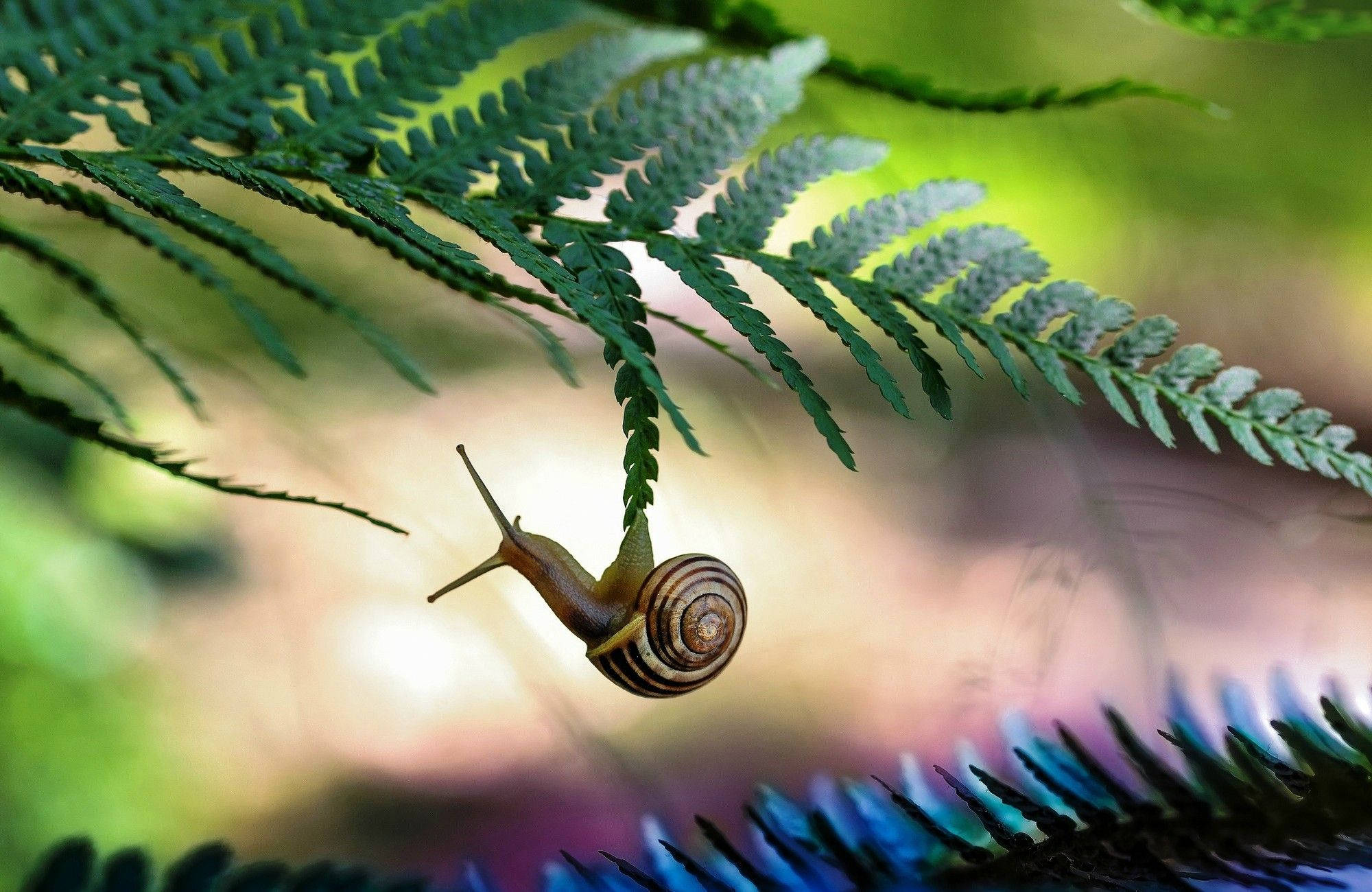 aesthetic snail leaf, striped shell, vibrant green fern frond, Full HD Desktop Wallpaper