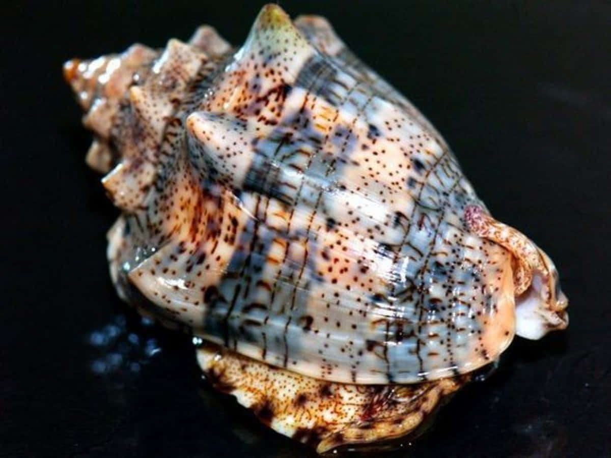 volute snail shell, brown spots, ridges, SD Desktop Wallpaper