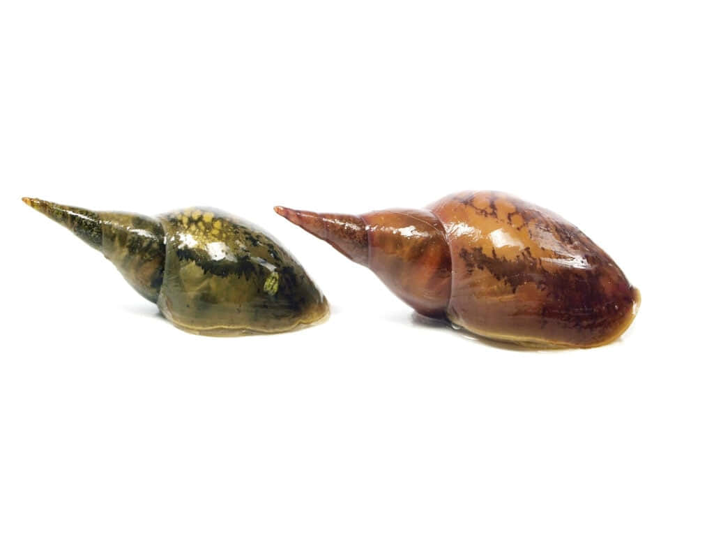two sea snails, glossy snail shells, pointed tips, SD Desktop Wallpaper