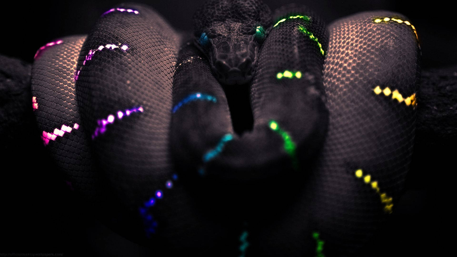 colorful striped black snake, glowing neon patterns, purple green blue and yellow, Full HD Desktop Wallpaper