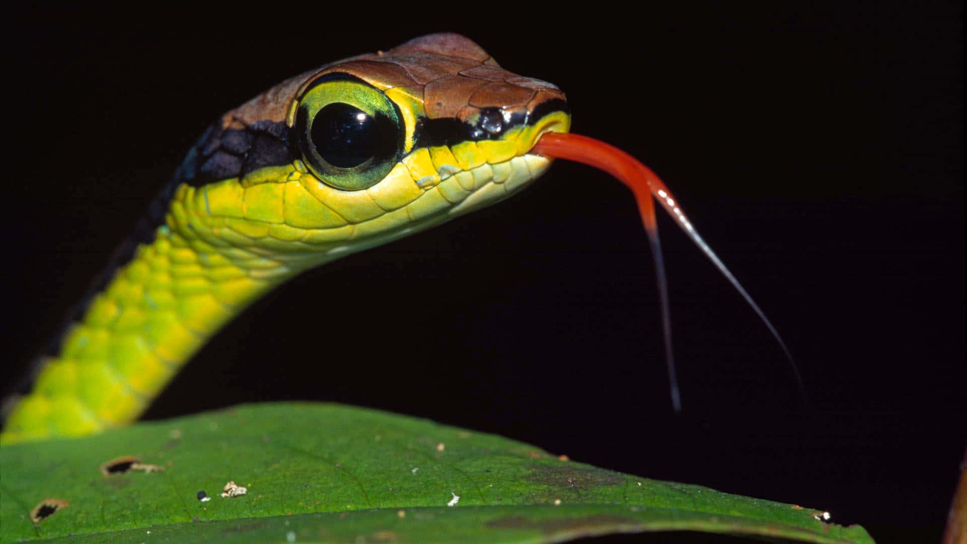Cool Snake, vibrant green, red forked tongue, Full HD Desktop Wallpaper