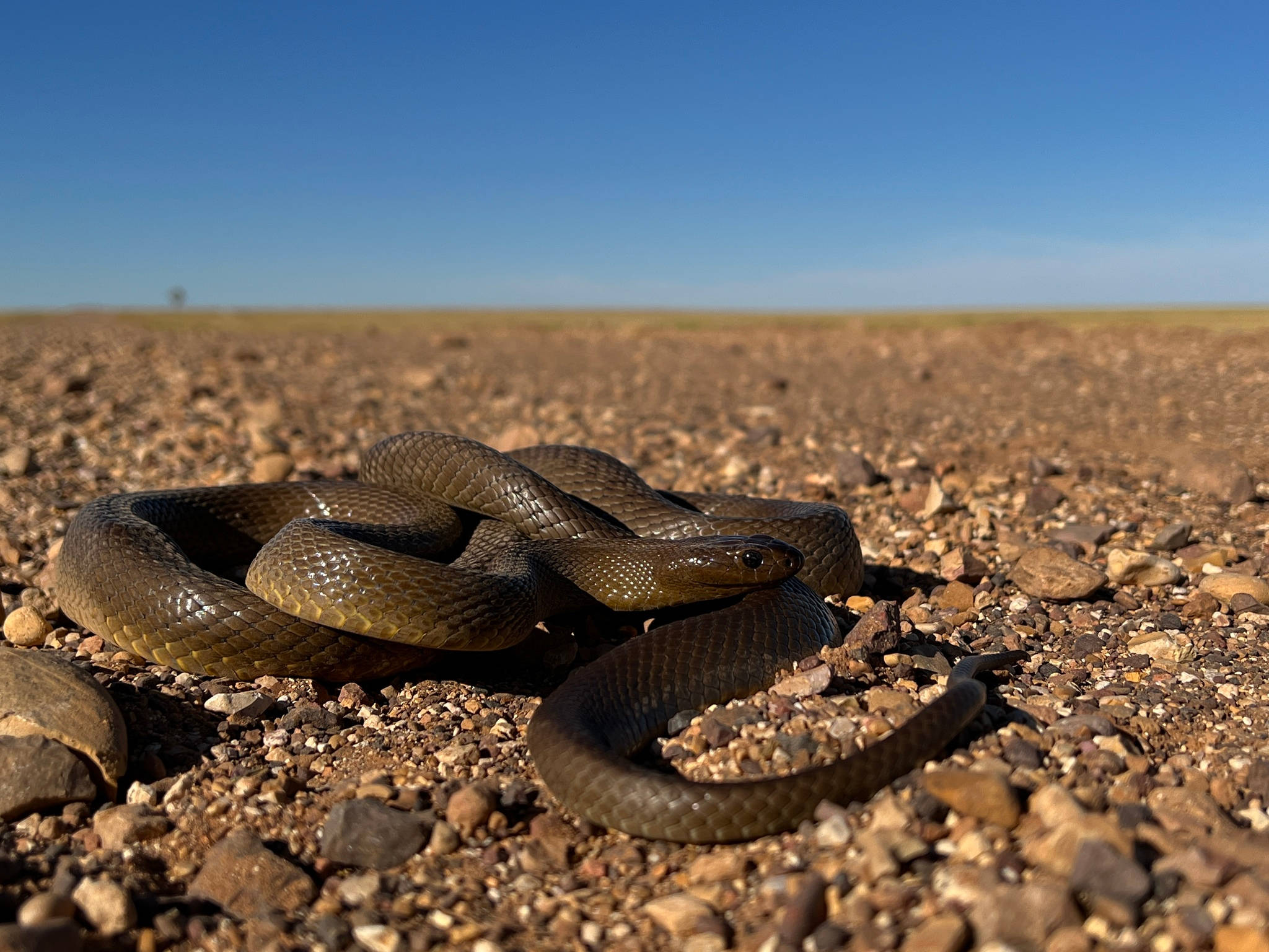 dark brown taipan, reptile, sunlit gravel, Full HD Desktop Wallpaper
