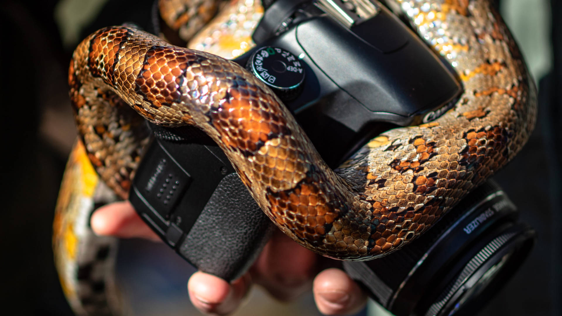 corn snake, black DSLR camera, coiled, Full HD Desktop Wallpaper