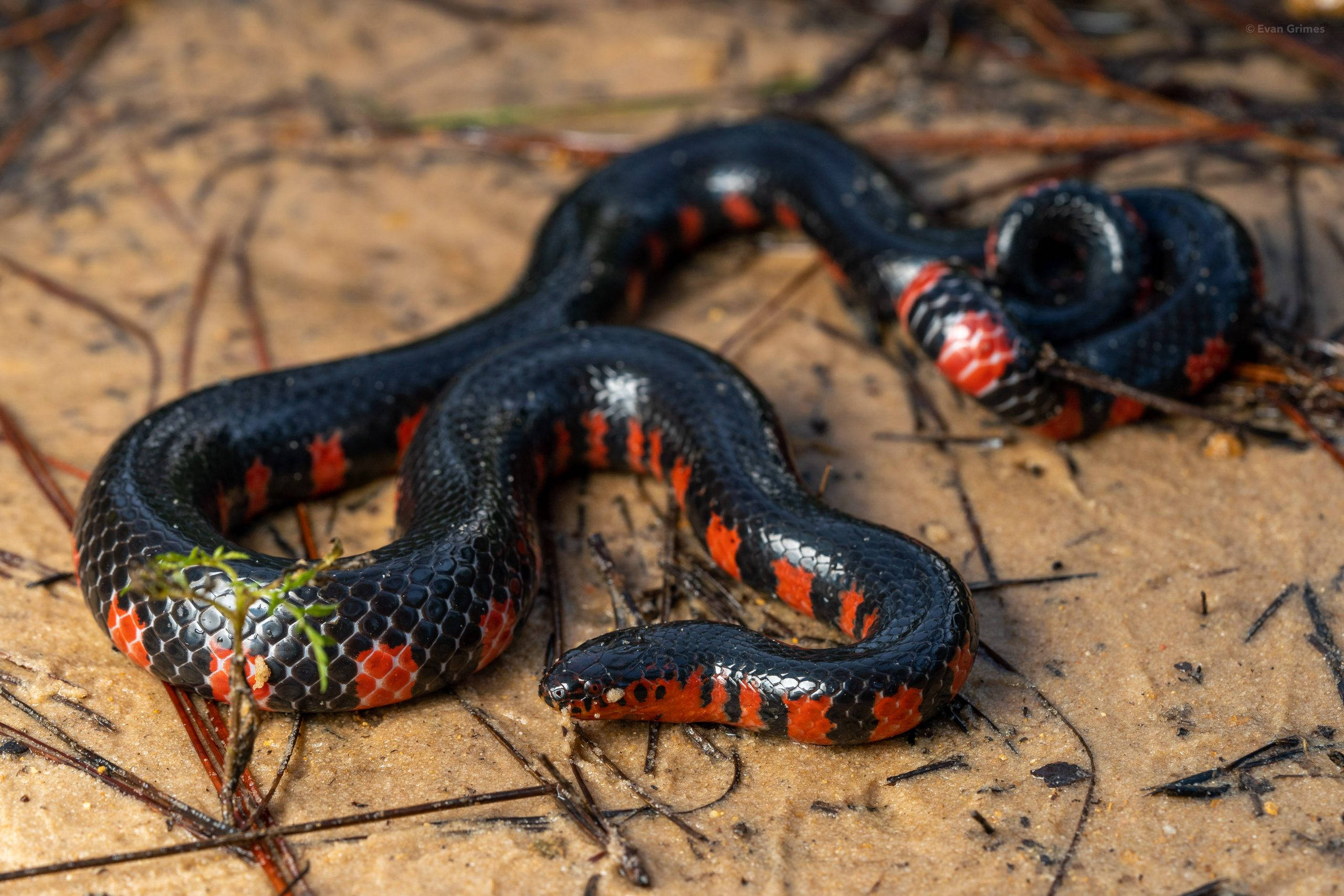 mud snake, glossy black, vibrant red bands, 2K Desktop Wallpaper