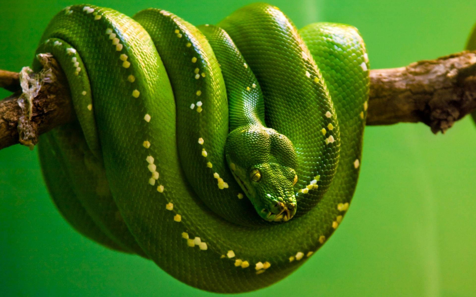 green tree python, rough branch, solid green backdrop, Full HD Desktop Wallpaper
