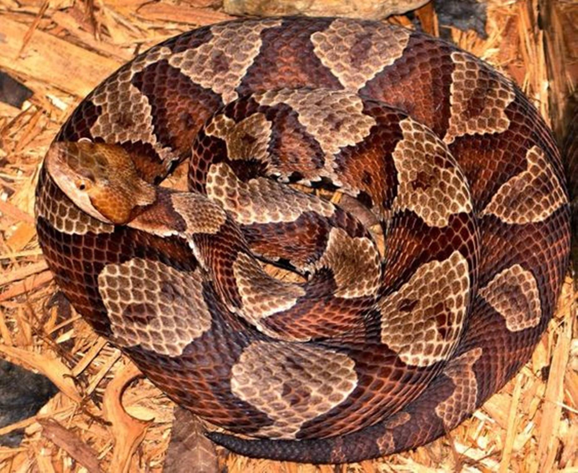 copperhead snake, hourglass patterns, dry wood chips, HD Desktop Wallpaper