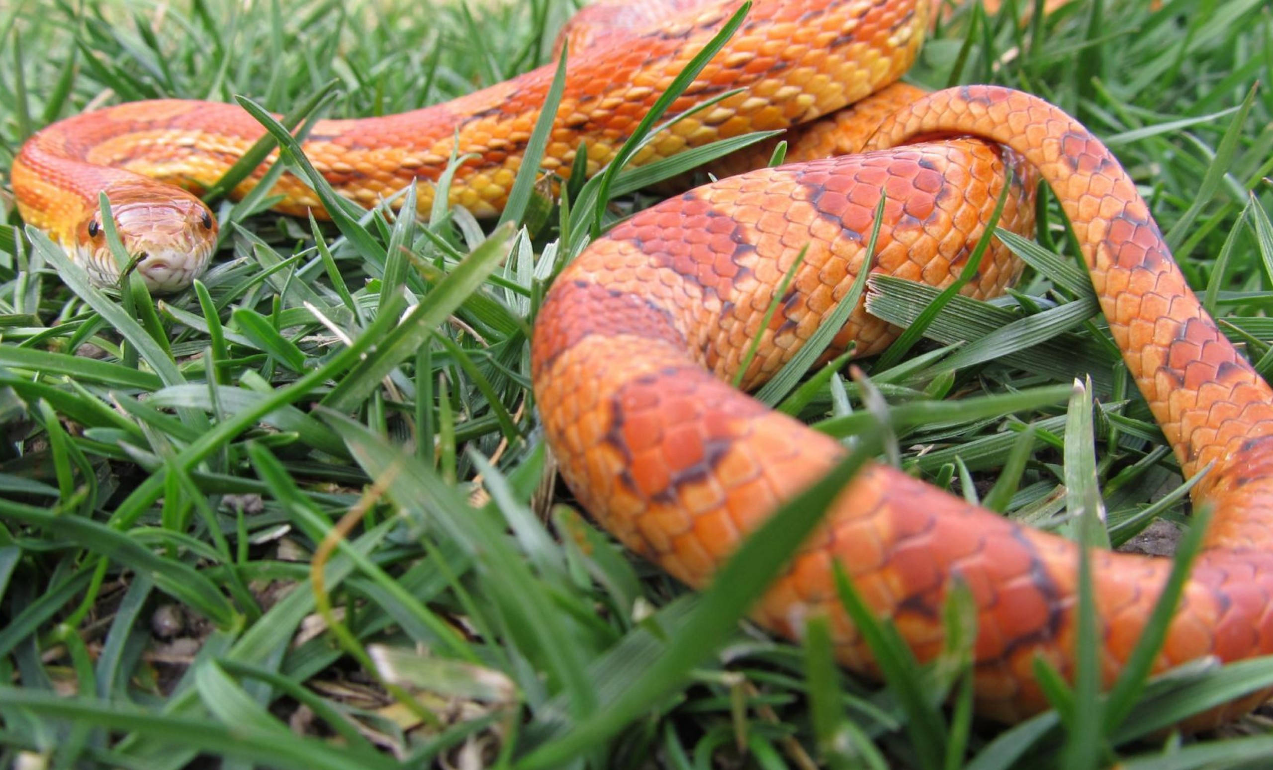 corn snake, grass, orange, 2K Desktop Wallpaper