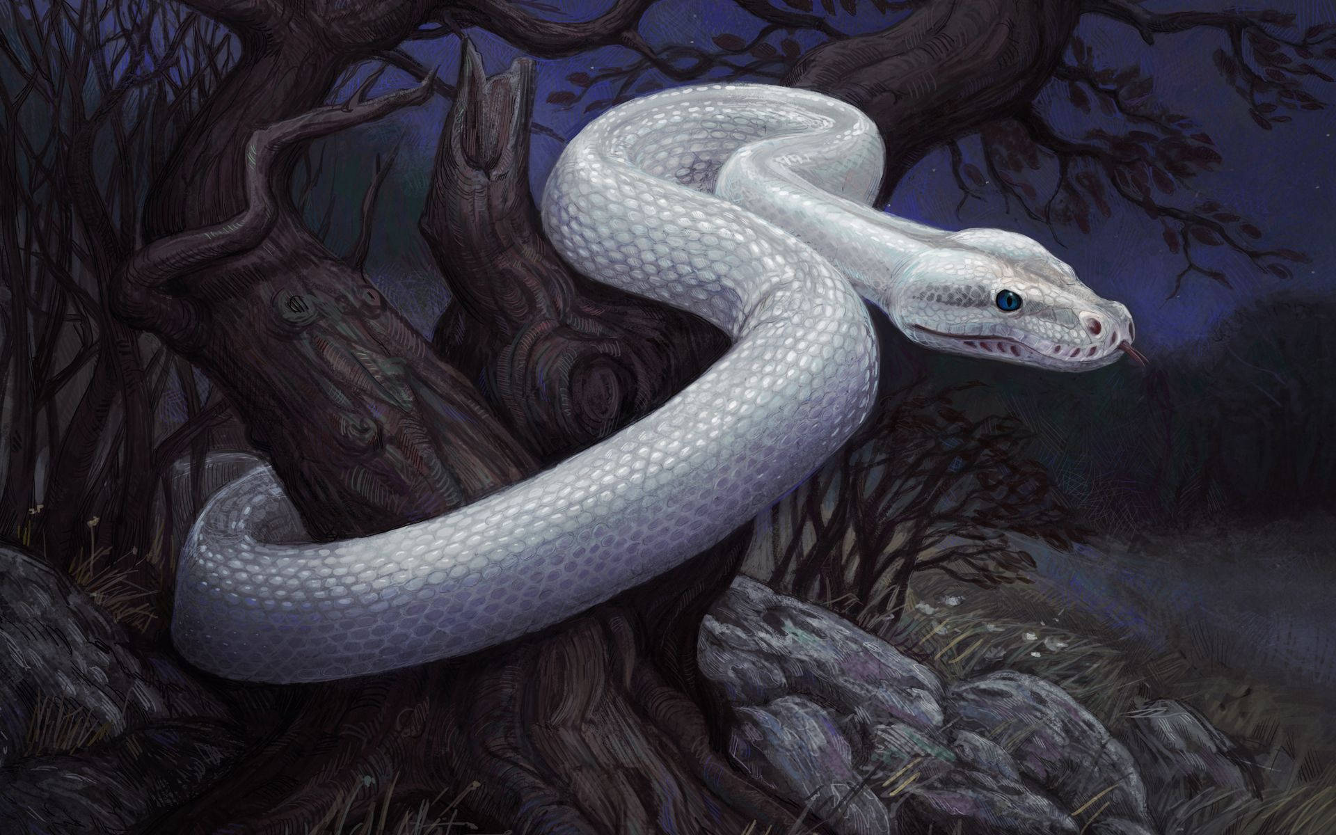 white snake, rocky woods, starry night sky, Full HD Desktop Wallpaper