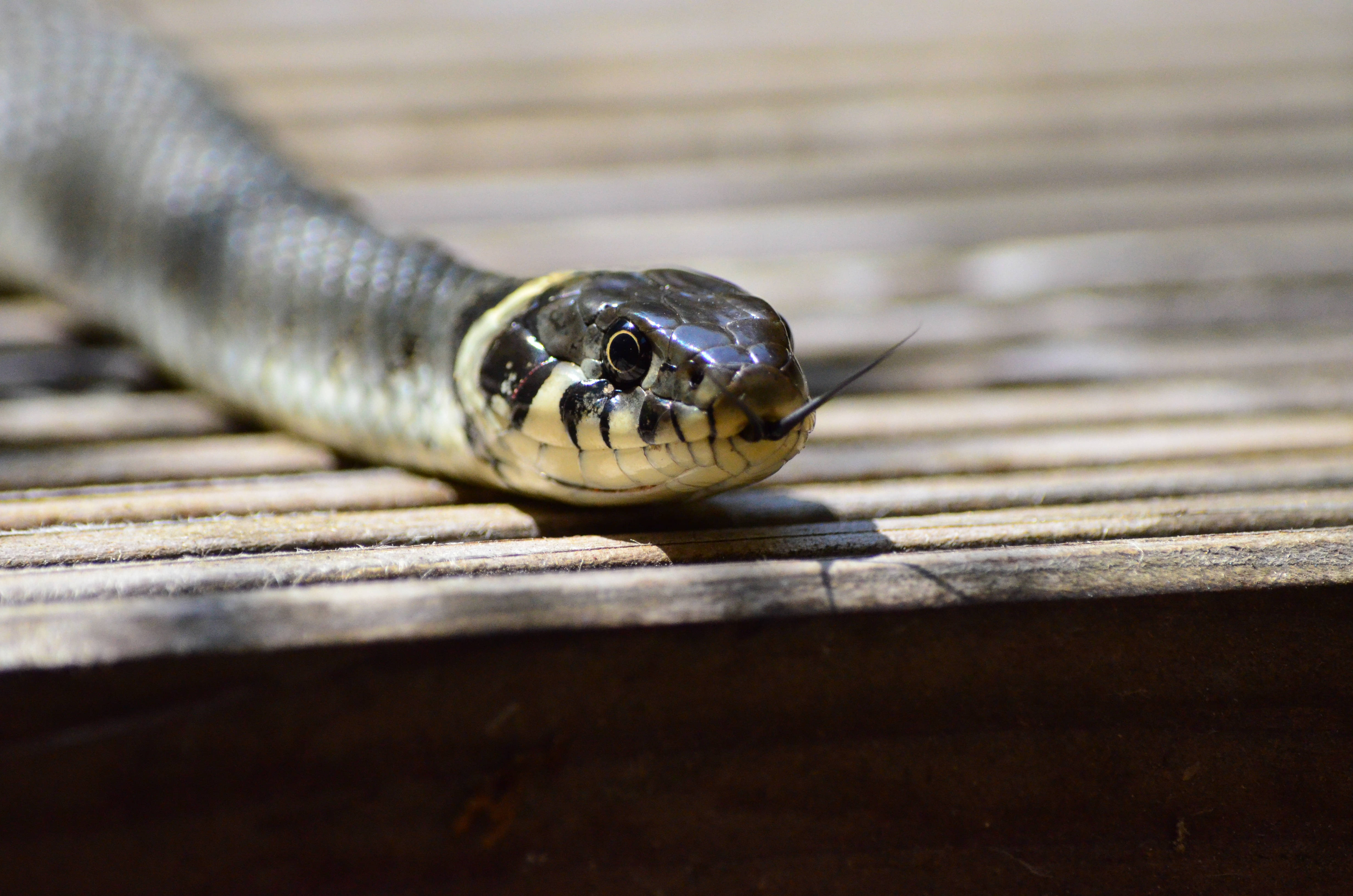 crawling snake, forked tongue, yellow collar, 4K Desktop Wallpaper