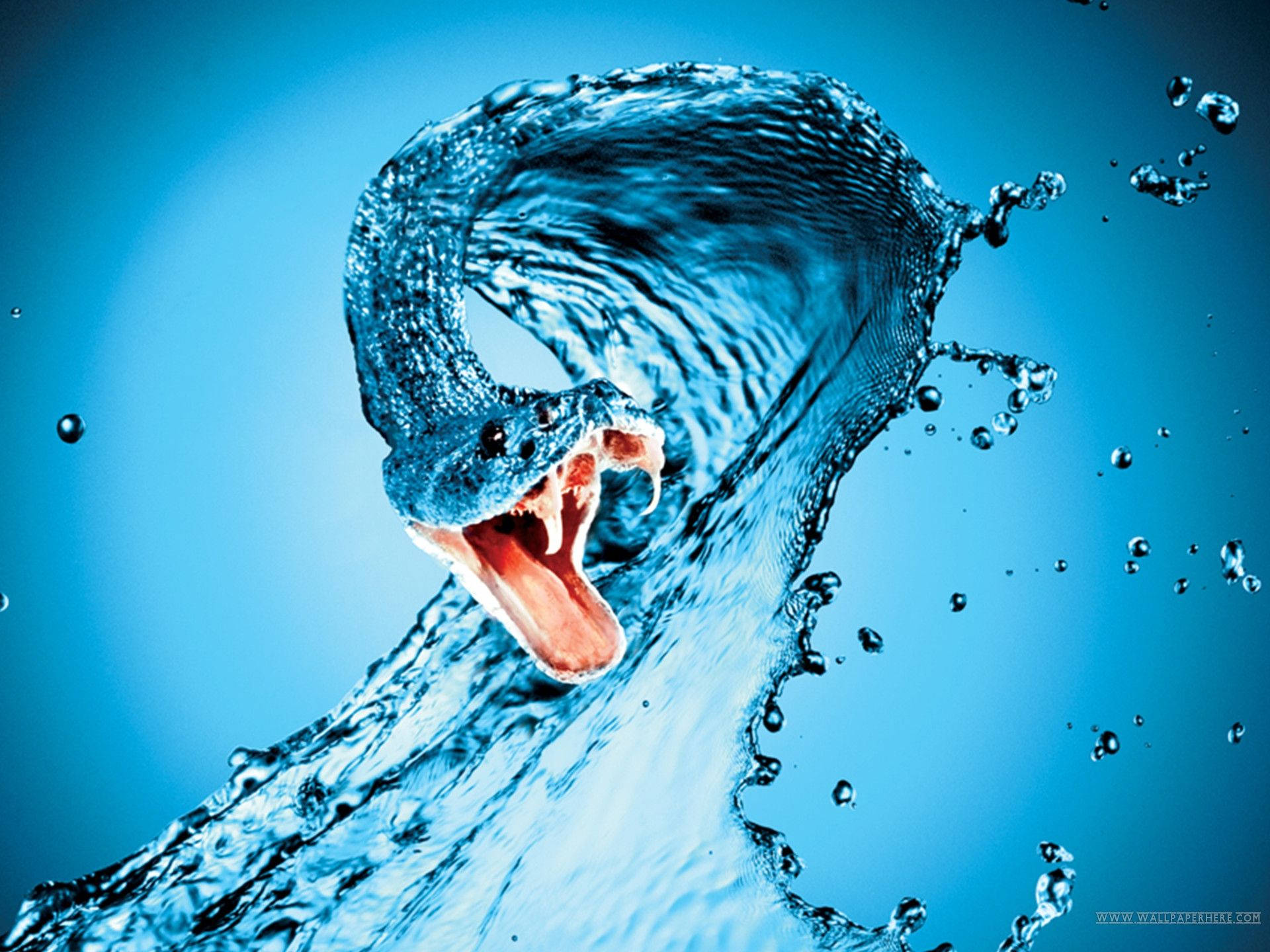 vicious blue water snake, open mouth, sharp teeth, Full HD Desktop Wallpaper