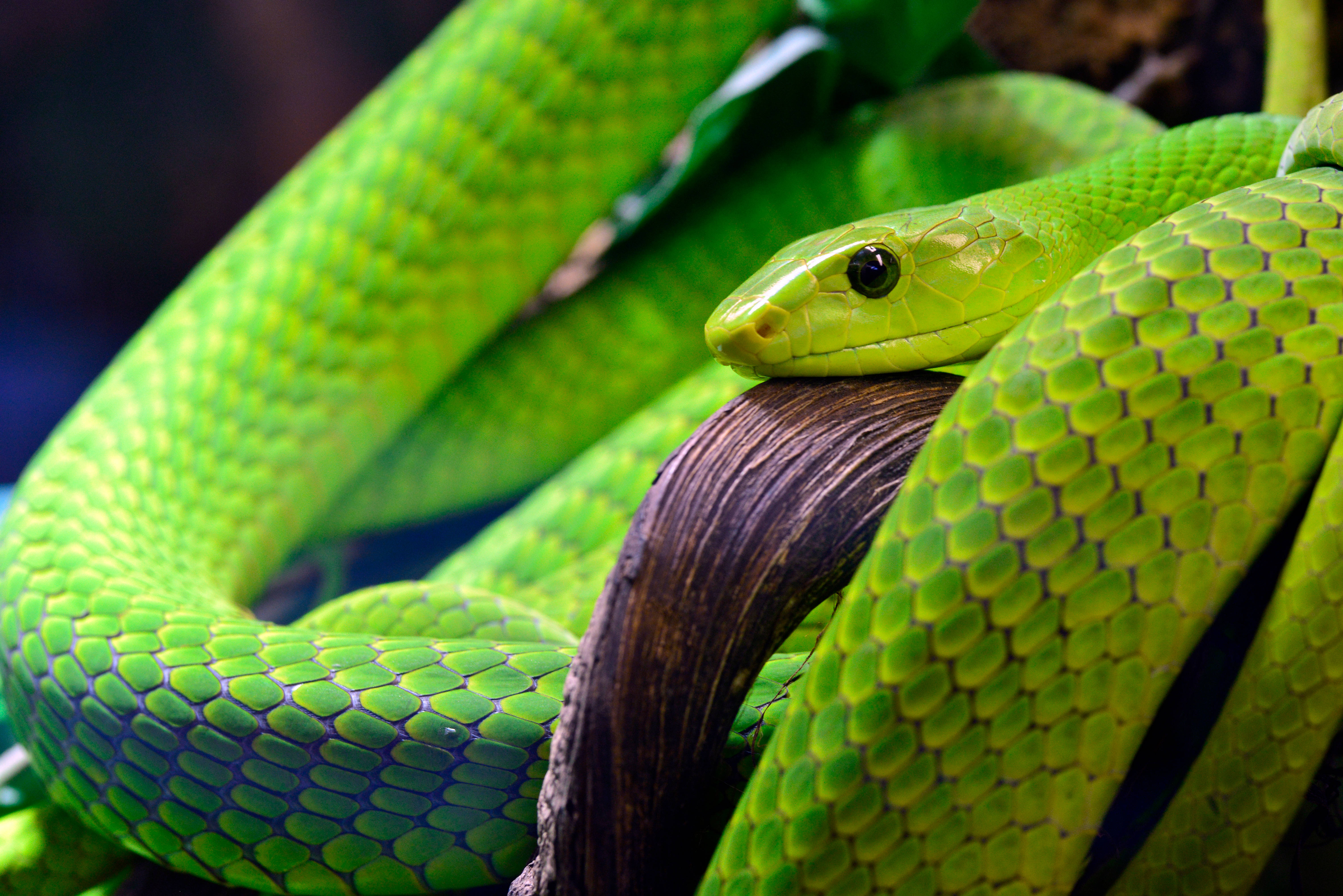 stunning green scaly snake, vibrant green, coils gracefully, 5K Desktop Wallpaper