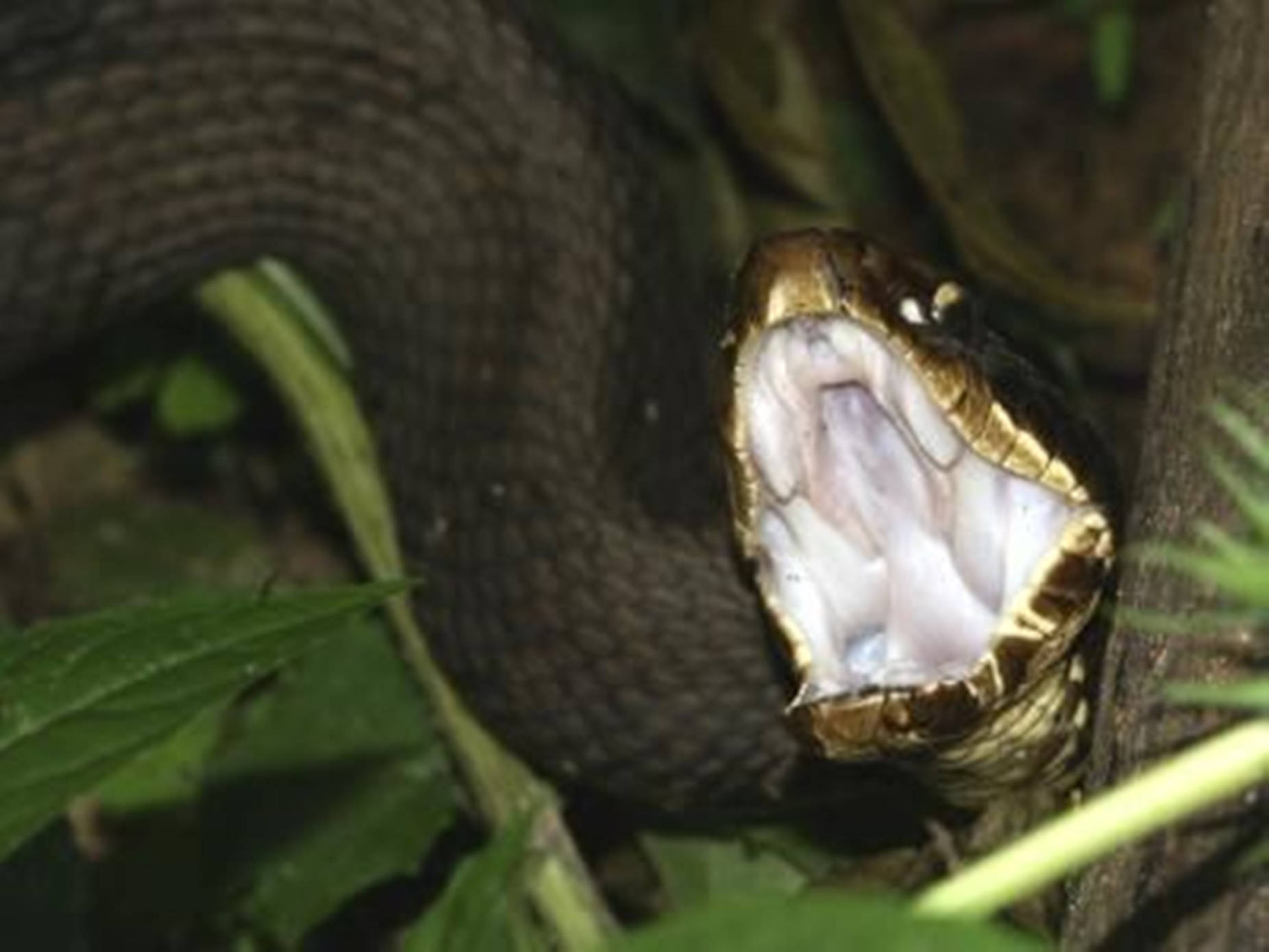 dark green water moccasin, cottonmouth, wide-open mouth, HD Desktop Wallpaper
