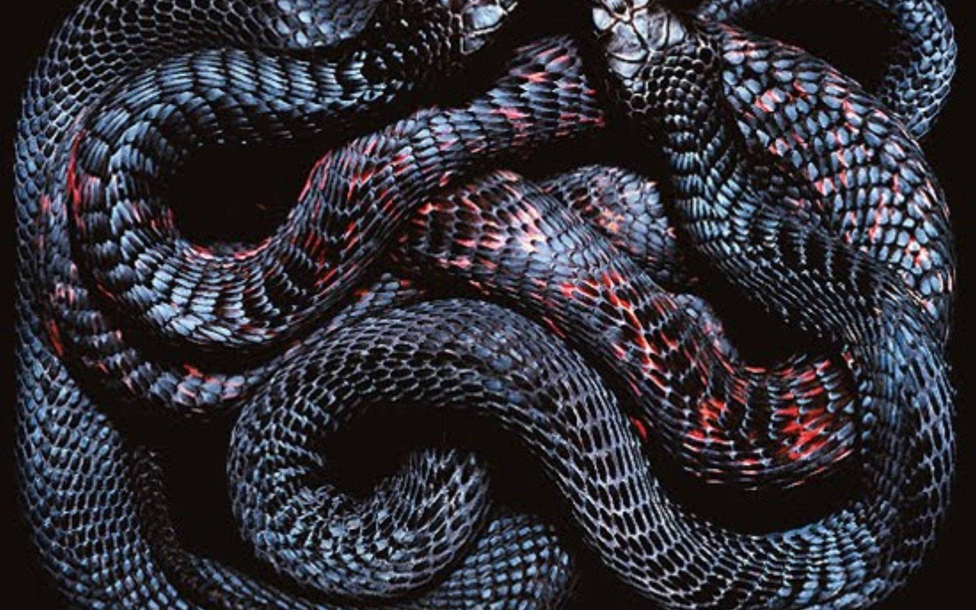 black snake, glowing red scales, coiled, Full HD Desktop Wallpaper