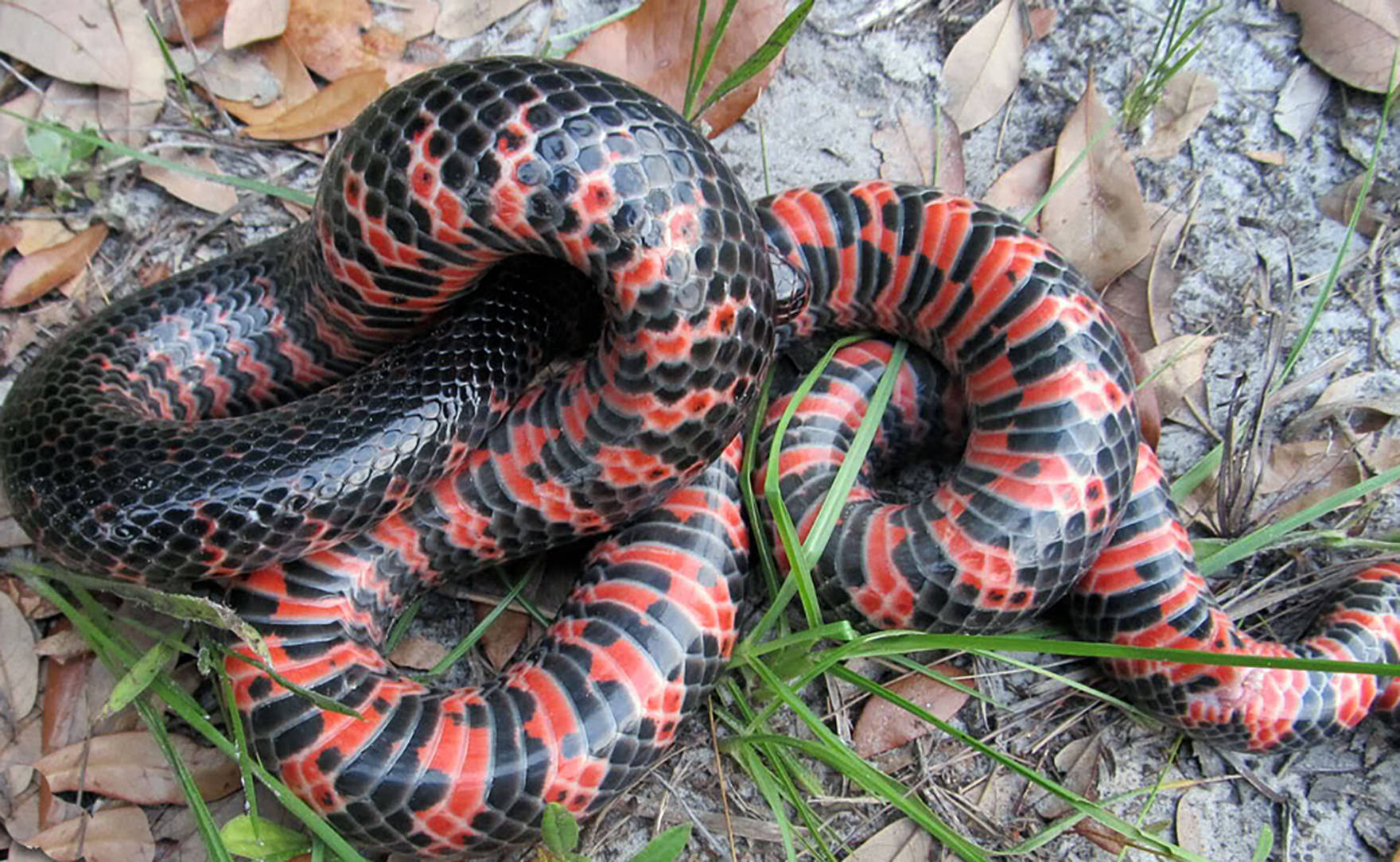 mud snake, glossy black, vibrant red, HD Desktop Wallpaper
