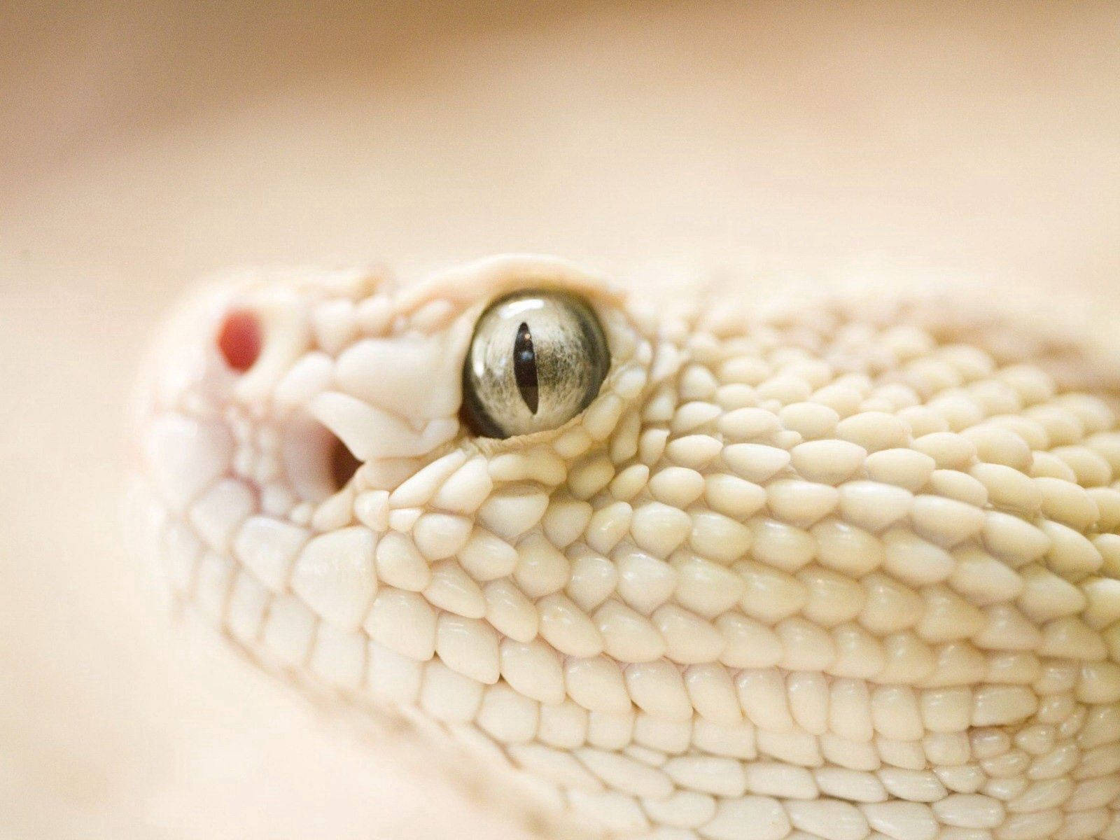 white snake, pale snake, detailed scales, HD Desktop Wallpaper
