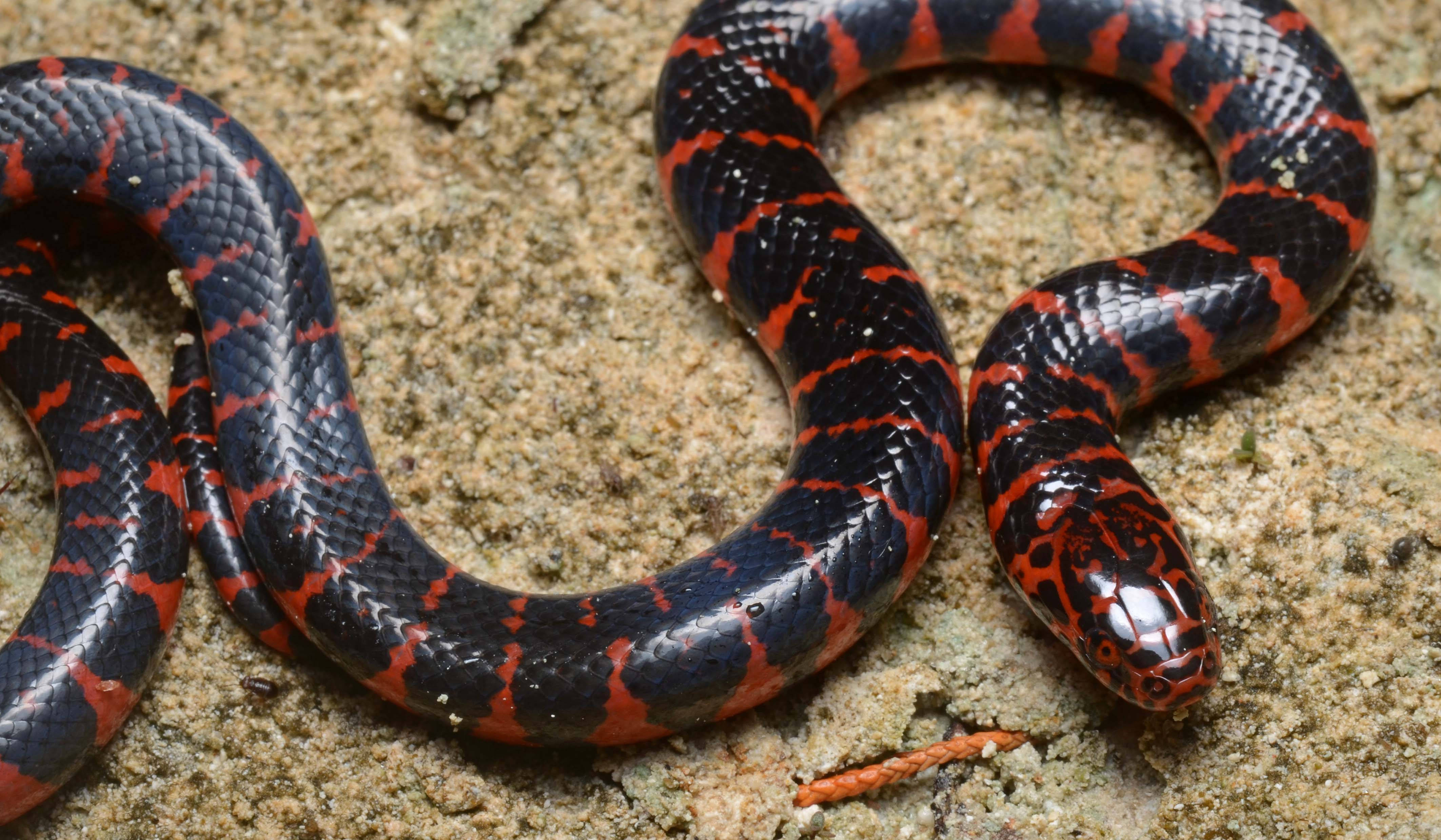 mud snake, juvenile form, glossy black, 4K Desktop Wallpaper