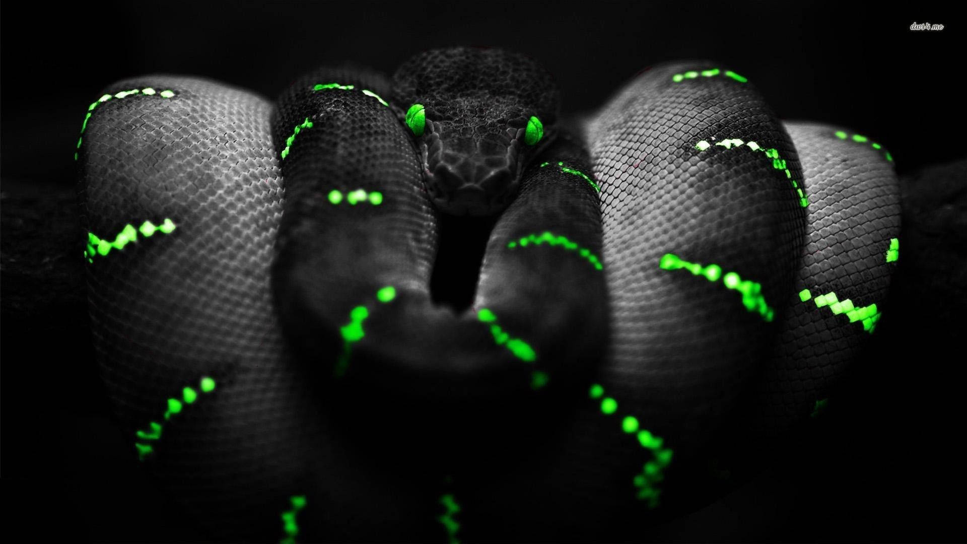 black snake, glowing green eyes, neon green scale patterns, Full HD Desktop Wallpaper