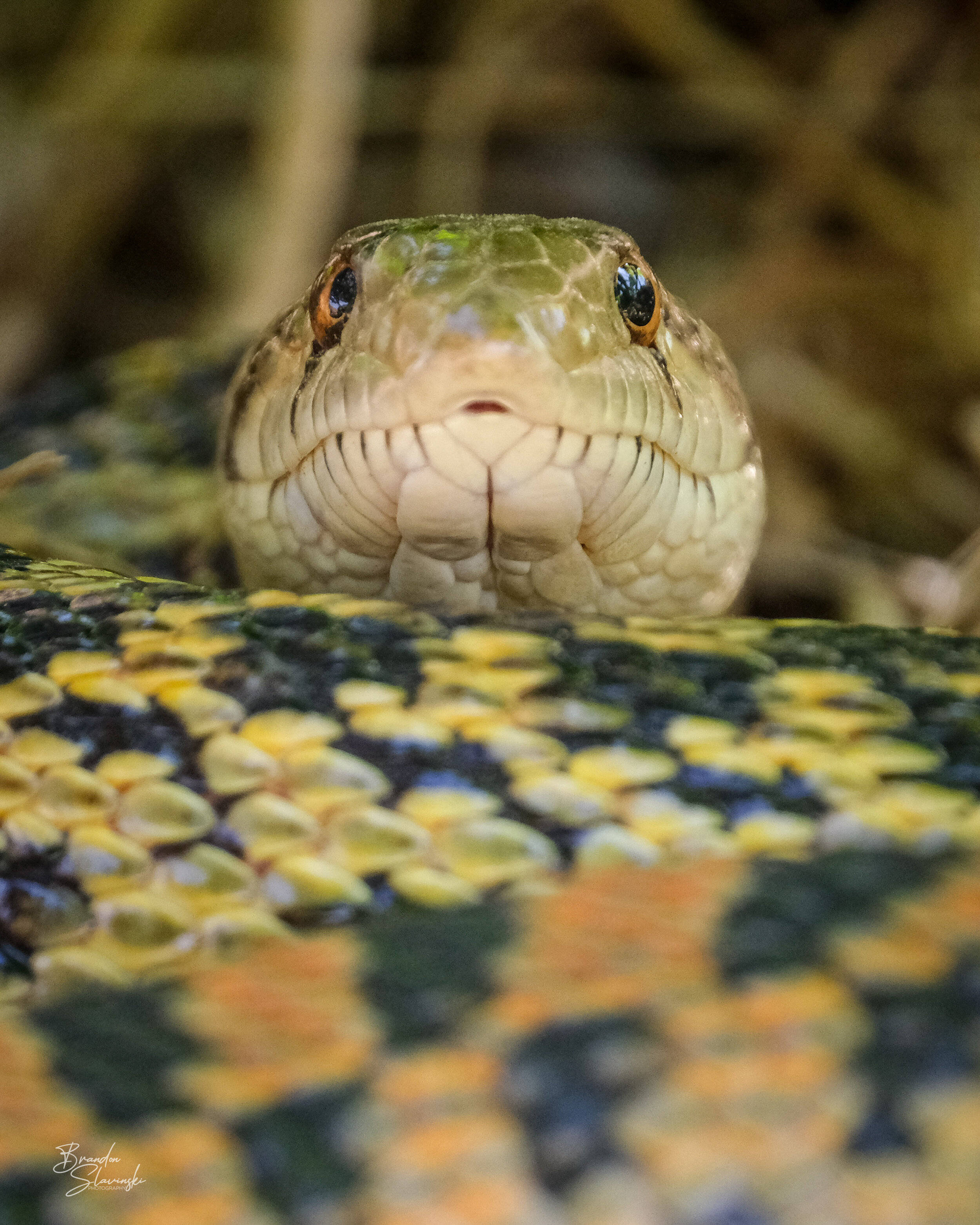 gopher snake, black and brown scales, orange eyes, 2K Phone Wallpaper