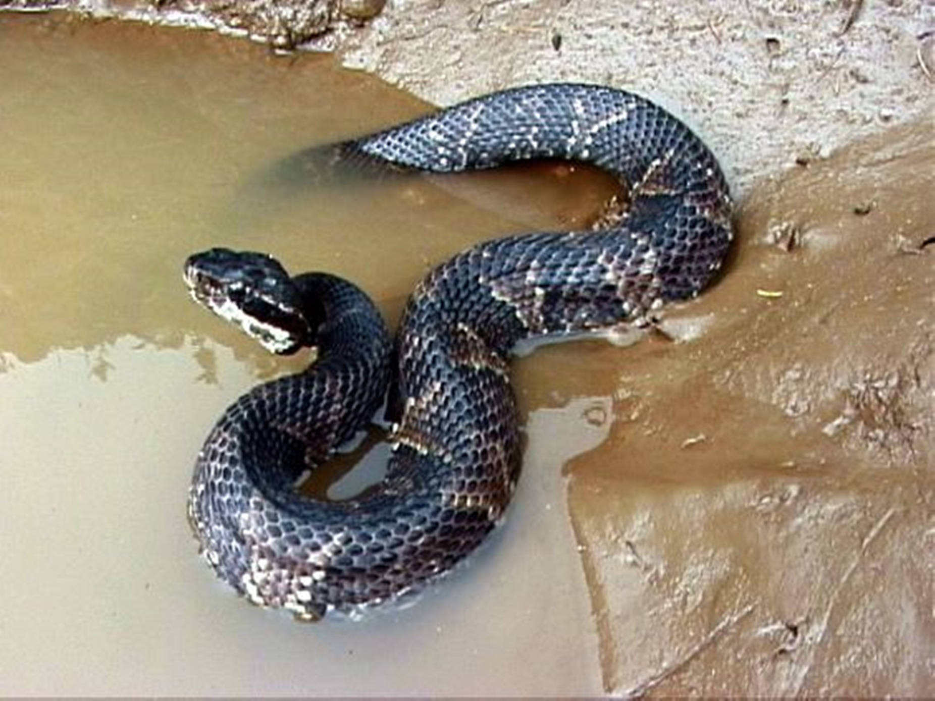 black water moccasin, mud, shallow puddle, HD Desktop Wallpaper