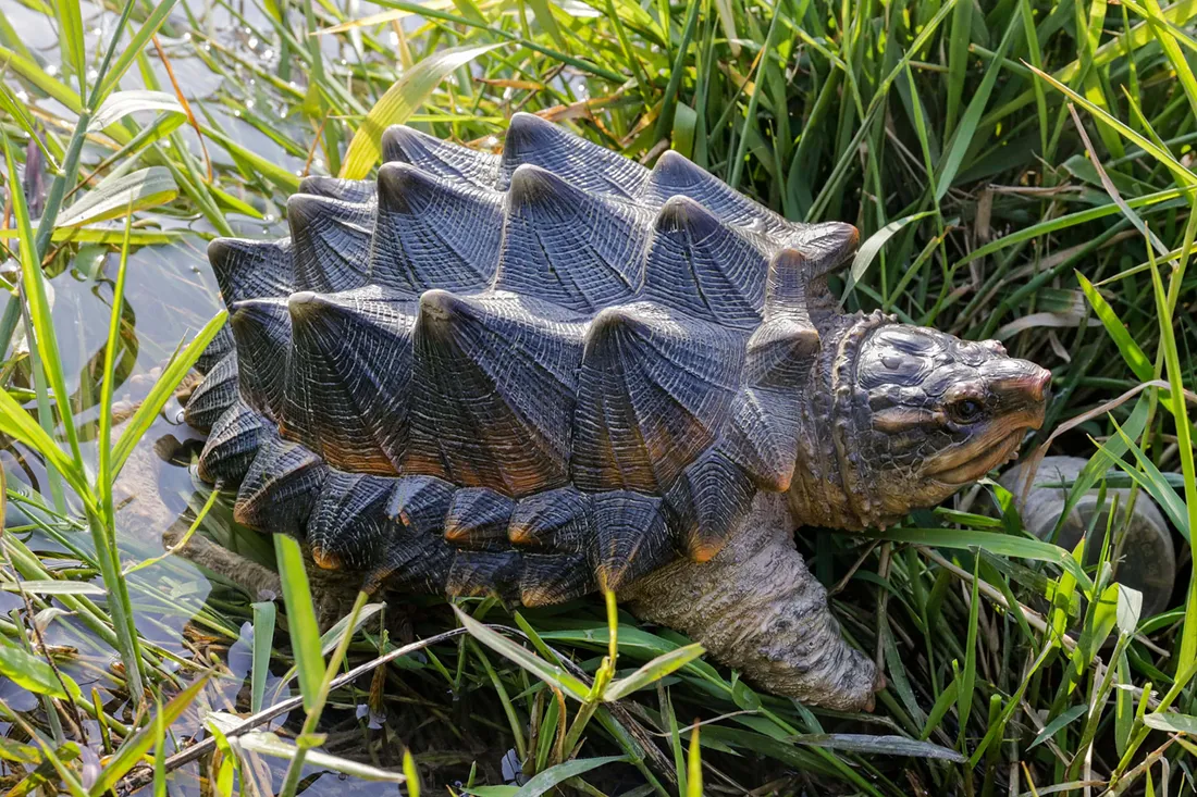 Snapping turtle