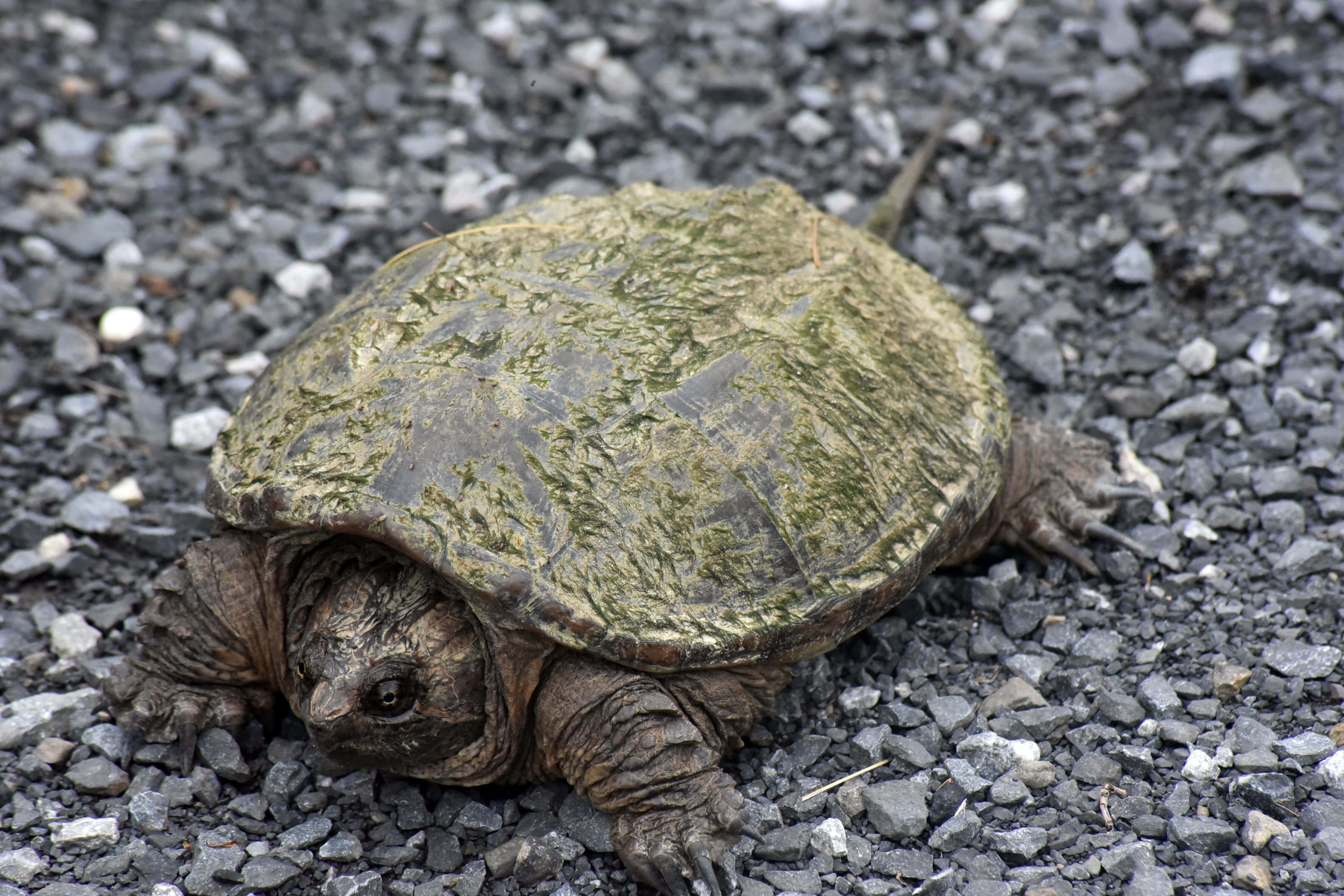 snapping turtle, mossy green shell, gravel surface, 4K Desktop Wallpaper