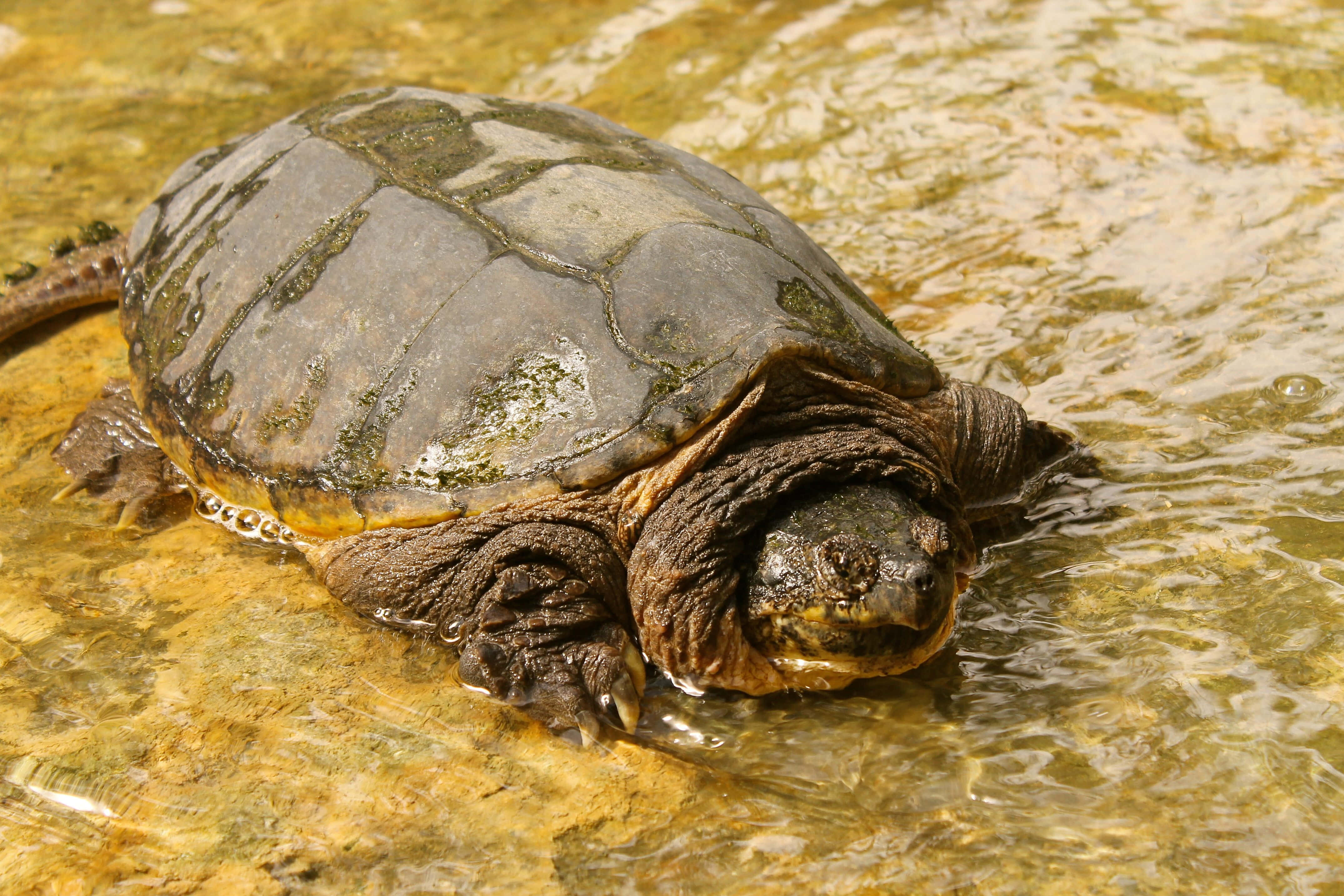 Common Snapping Turtle, rugged dark shell, mossy texture, 4K Desktop Wallpaper