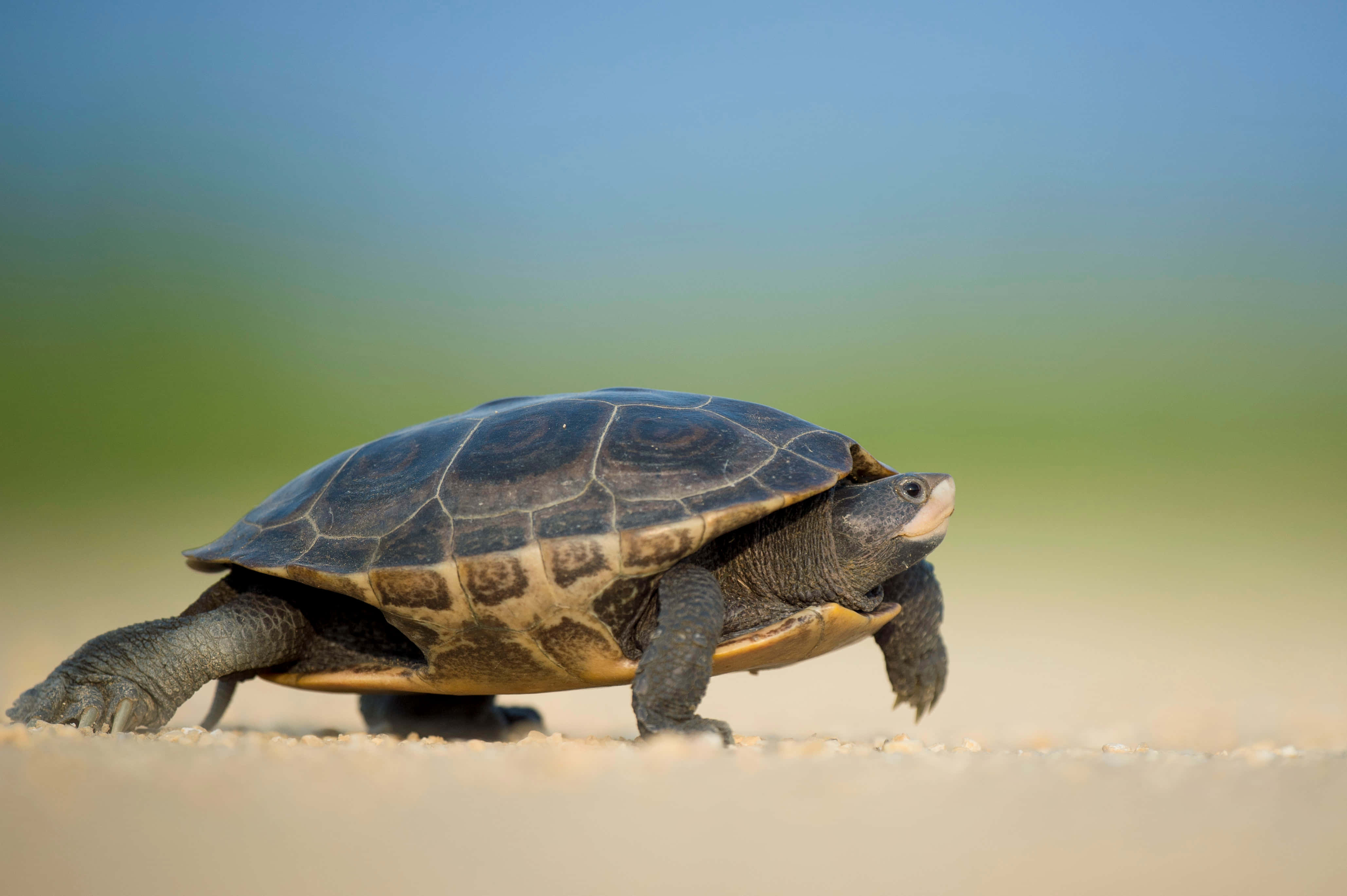 snapping turtle, dark patterned shell, light sand, 4K Desktop Wallpaper