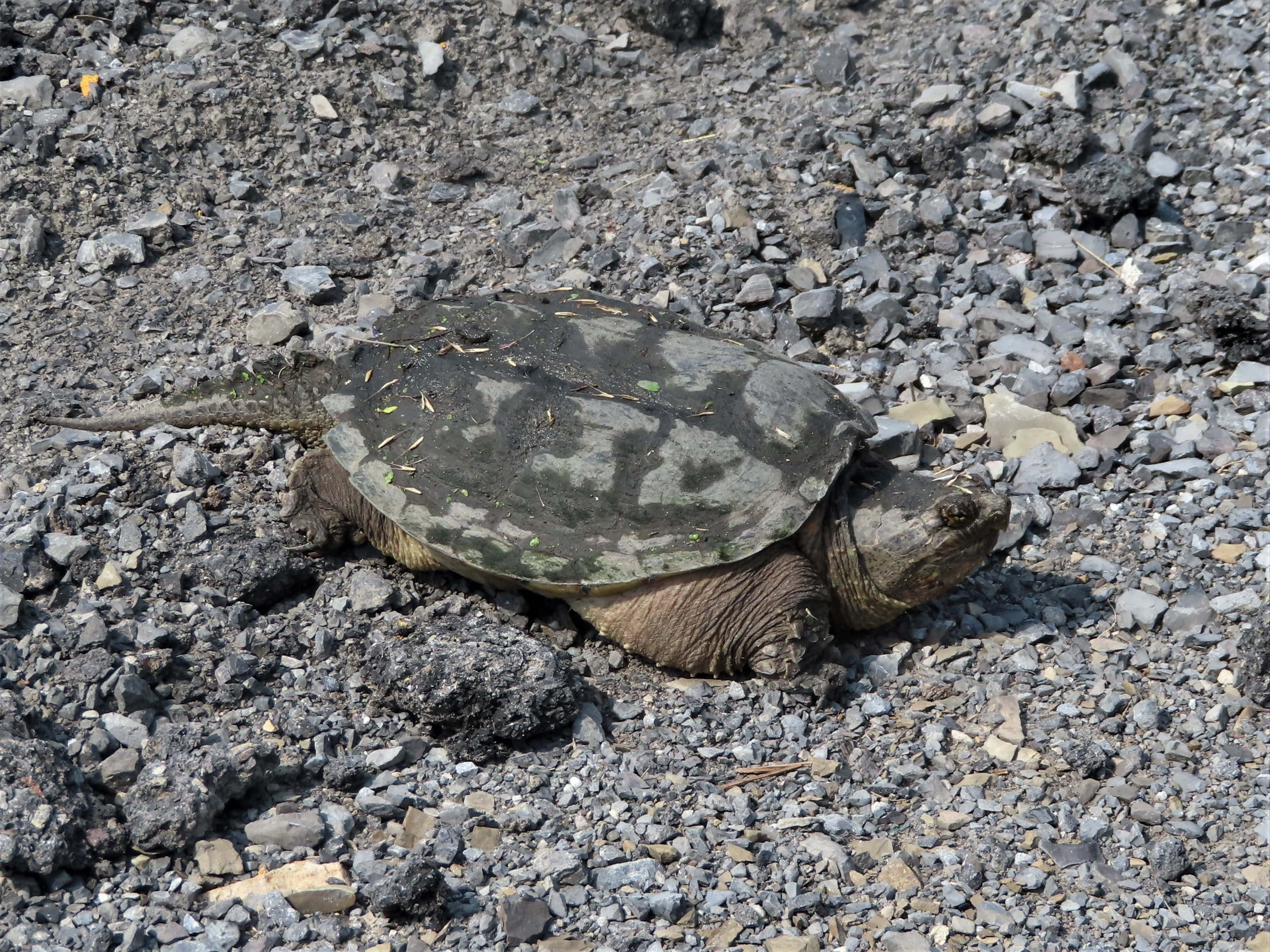 snapping turtle, gravel, gray gravel, 2K Desktop Wallpaper