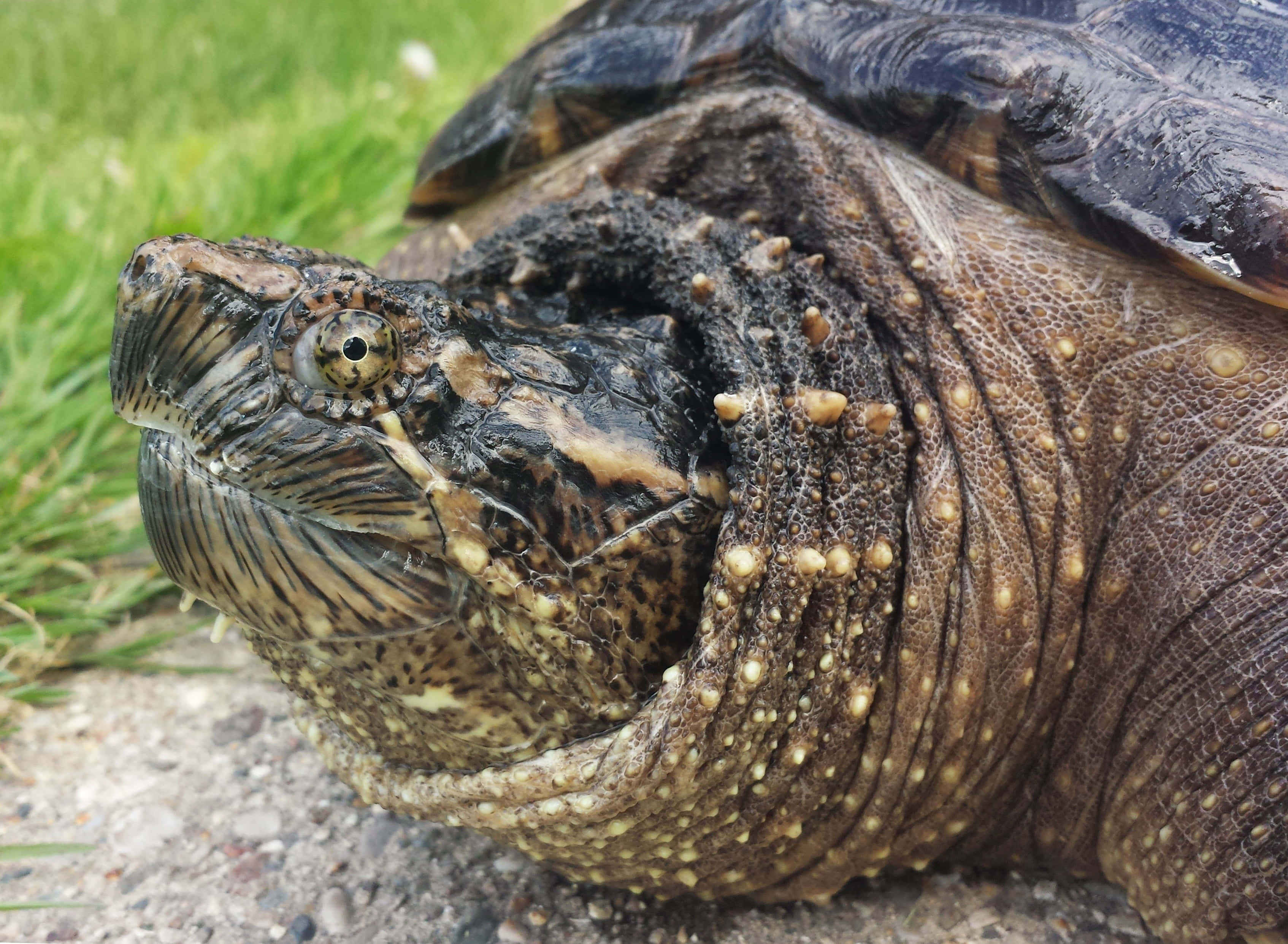 common snapping turtle, rugged head, bumpy skin, 2K Desktop Wallpaper