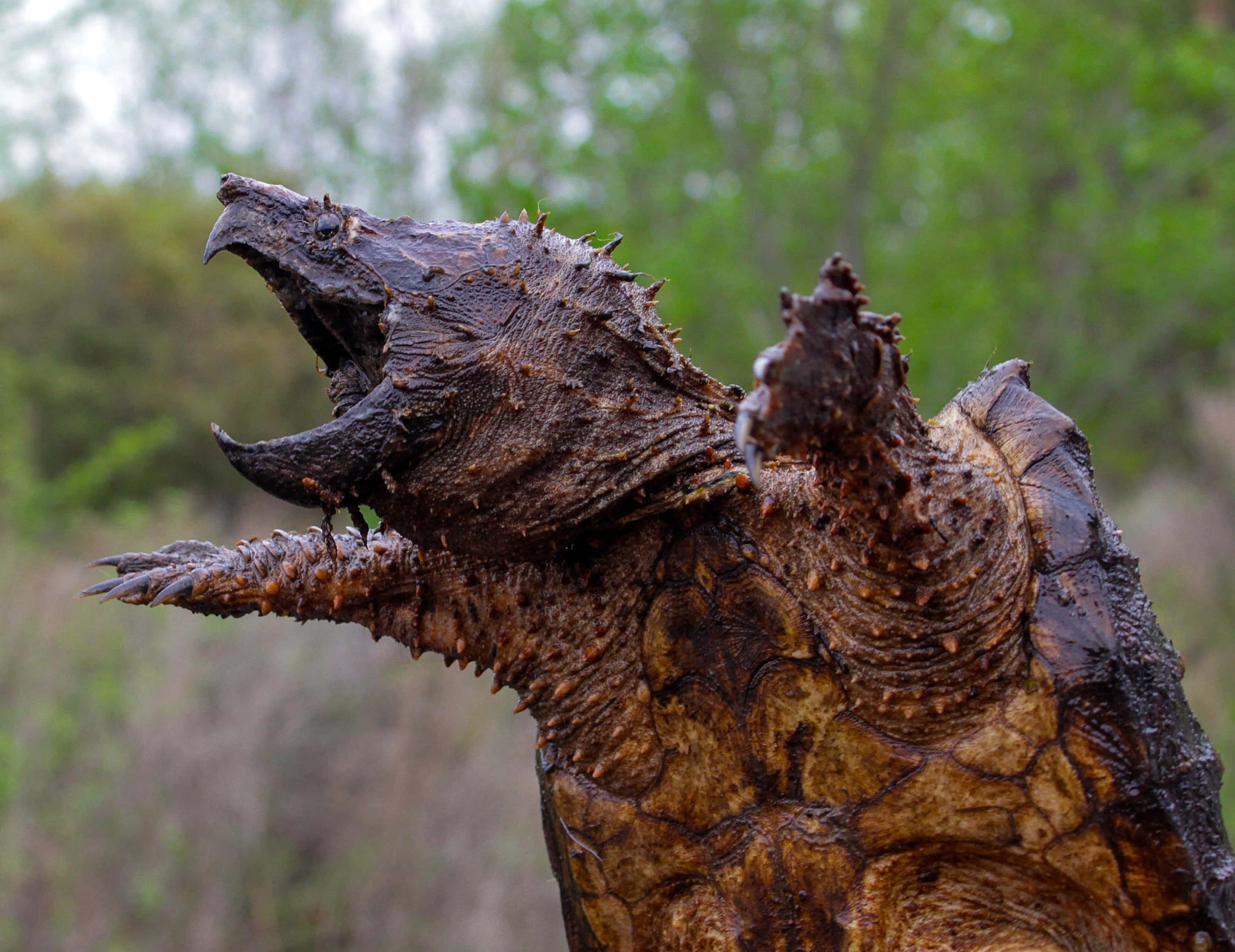 snapping turtle, spiked head, open mouth, 2K Desktop Wallpaper