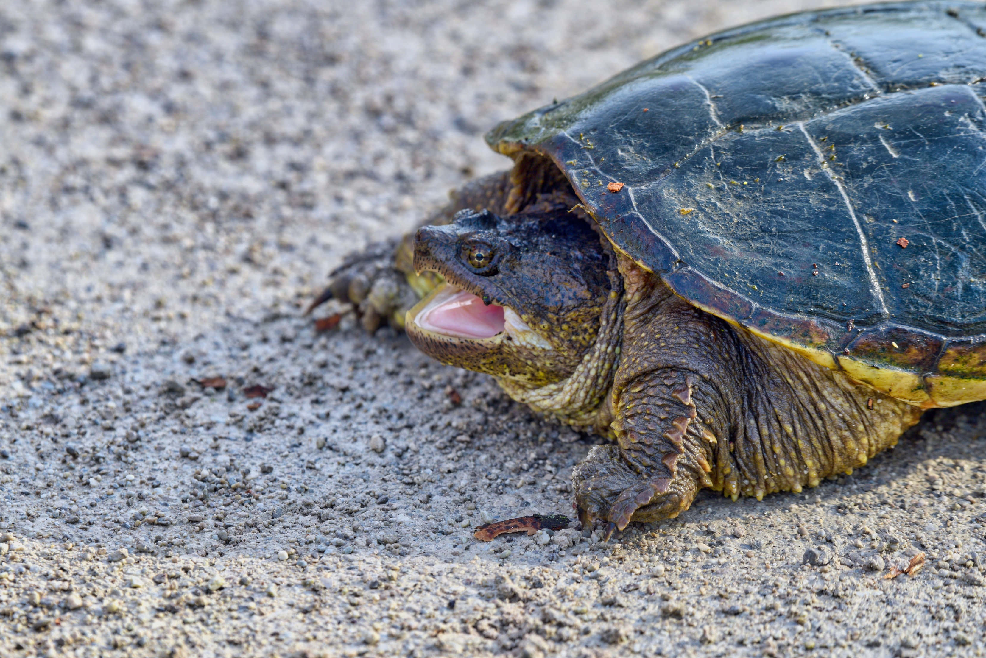 snapping turtle, mouth open, gritty sandy surface, 2K Desktop Wallpaper