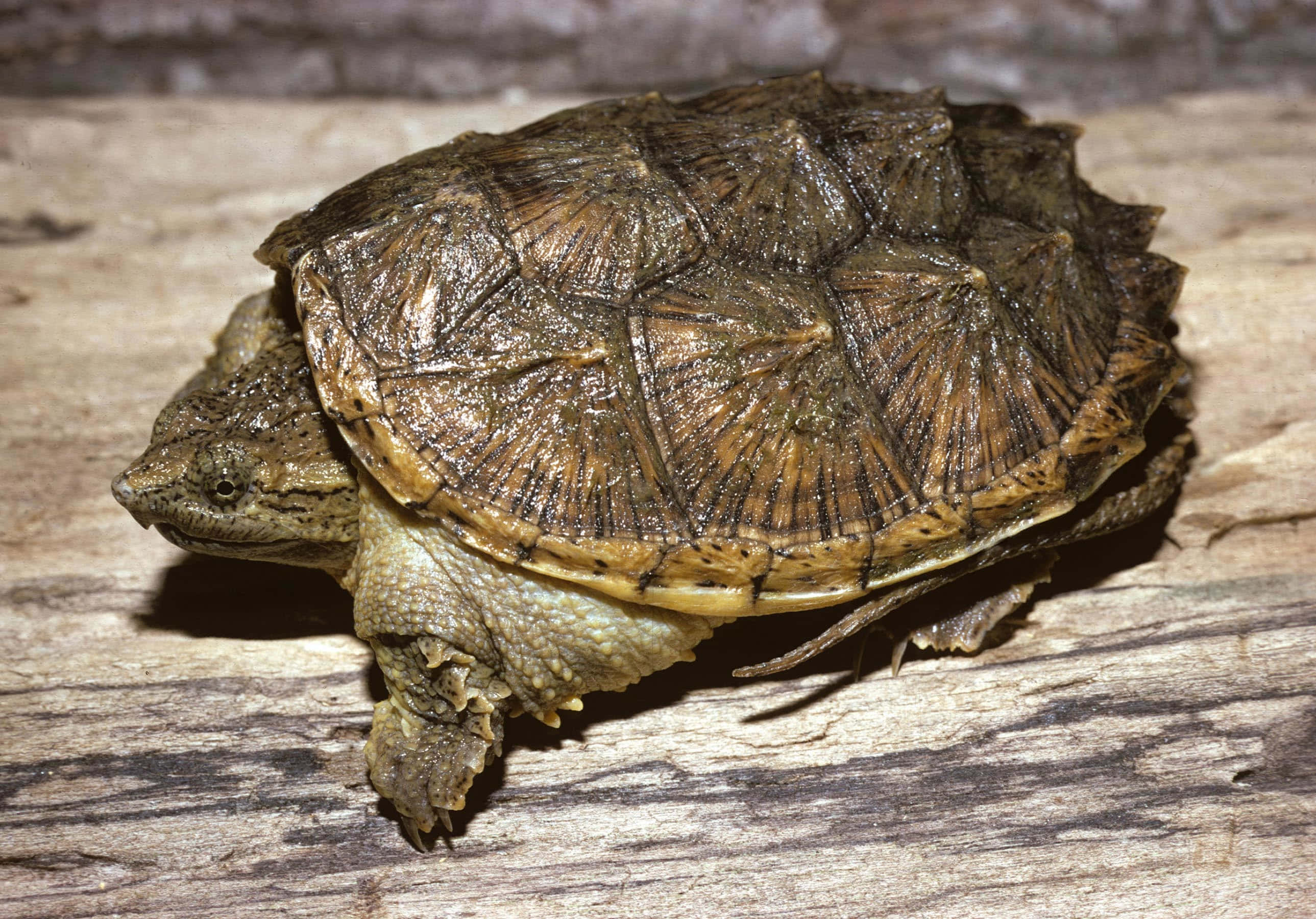 common snapping turtle, weathered wooden planks, textured shell, 2K Desktop Wallpaper