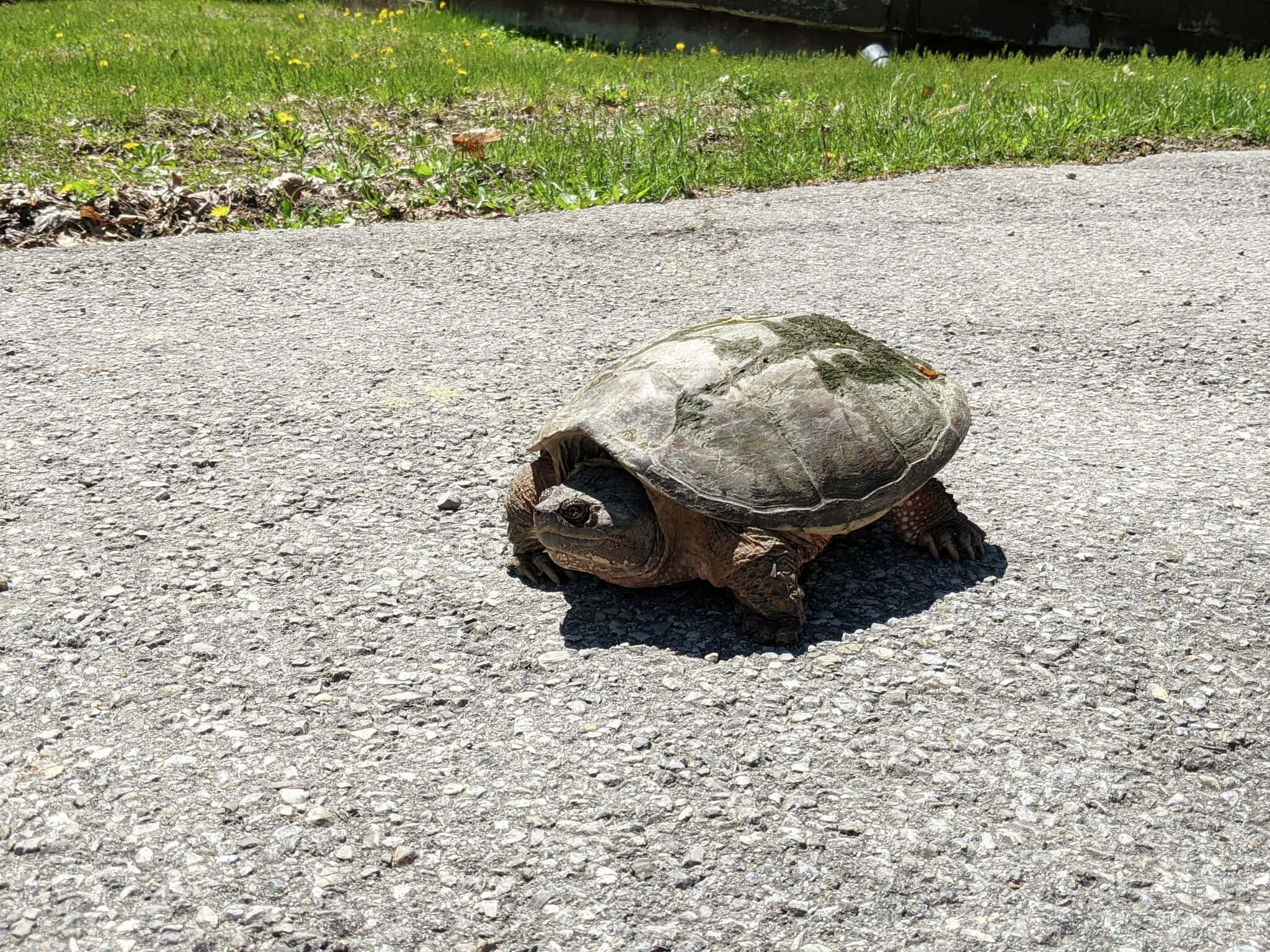 snapping turtle, mossy shell, sunlit asphalt path, Full HD Desktop Wallpaper
