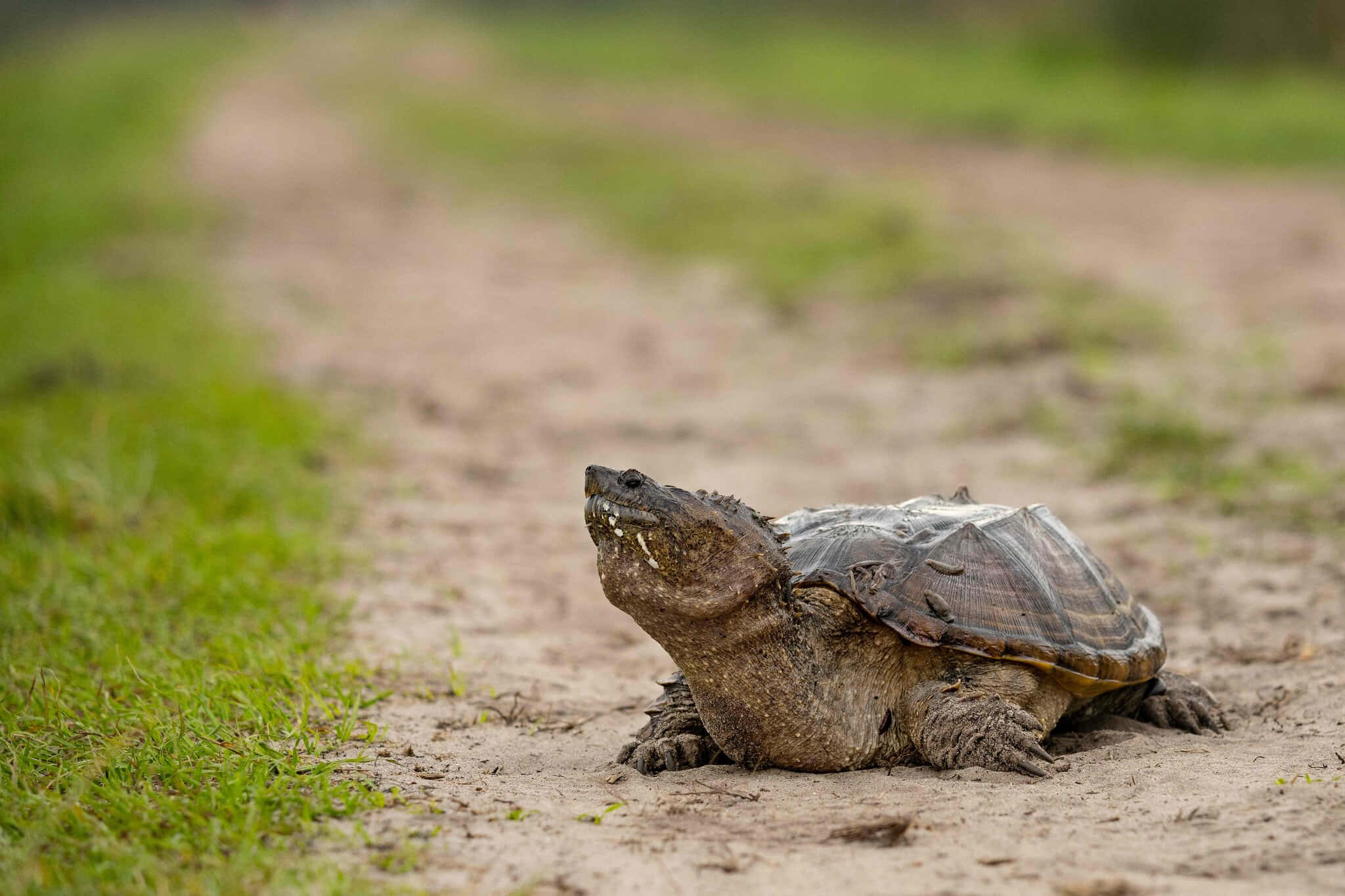 snapping turtle, dirt path, green grass, Full HD Desktop Wallpaper