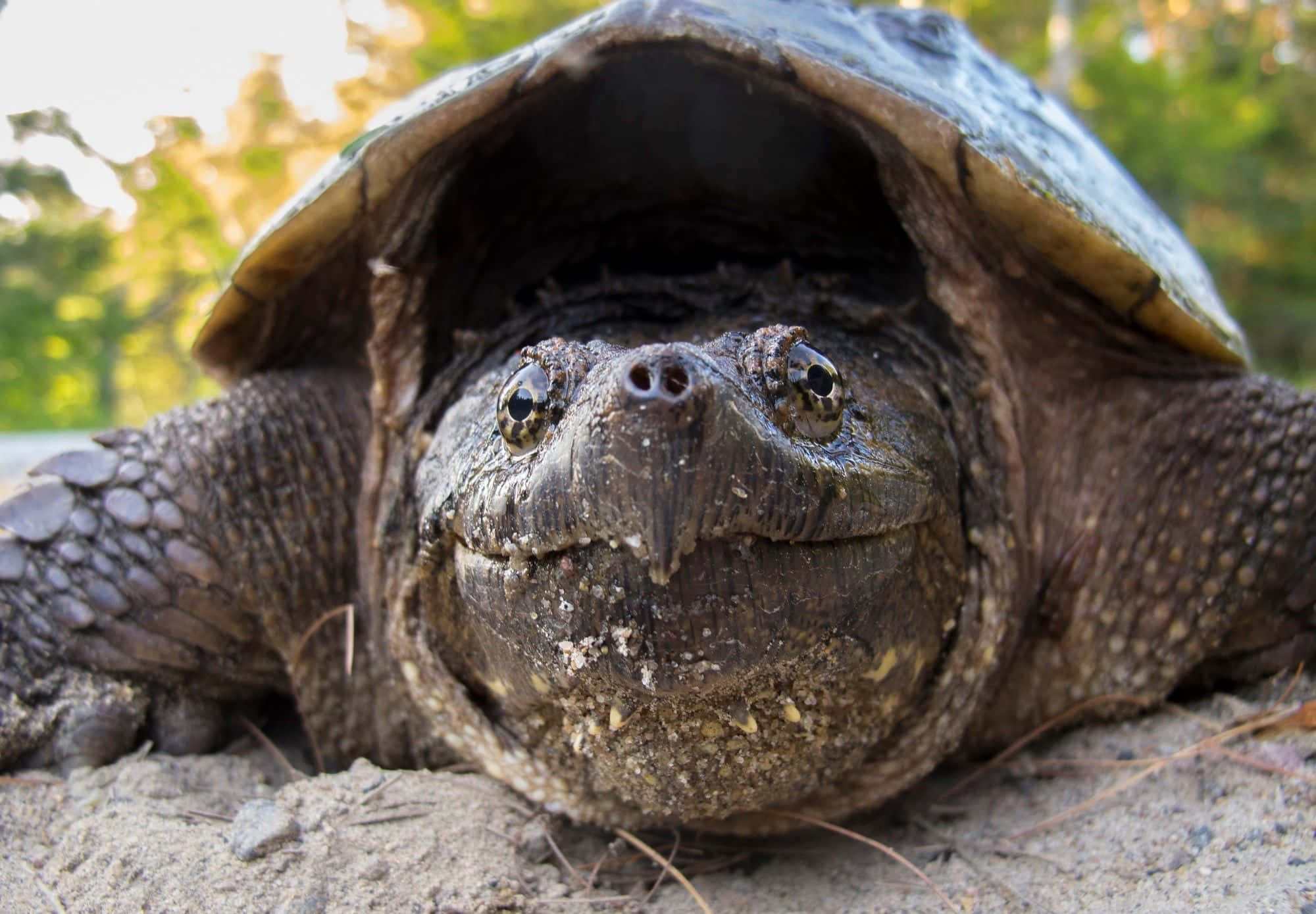 snapping turtle, sandy ground, blurred green foliage, Full HD Desktop Wallpaper
