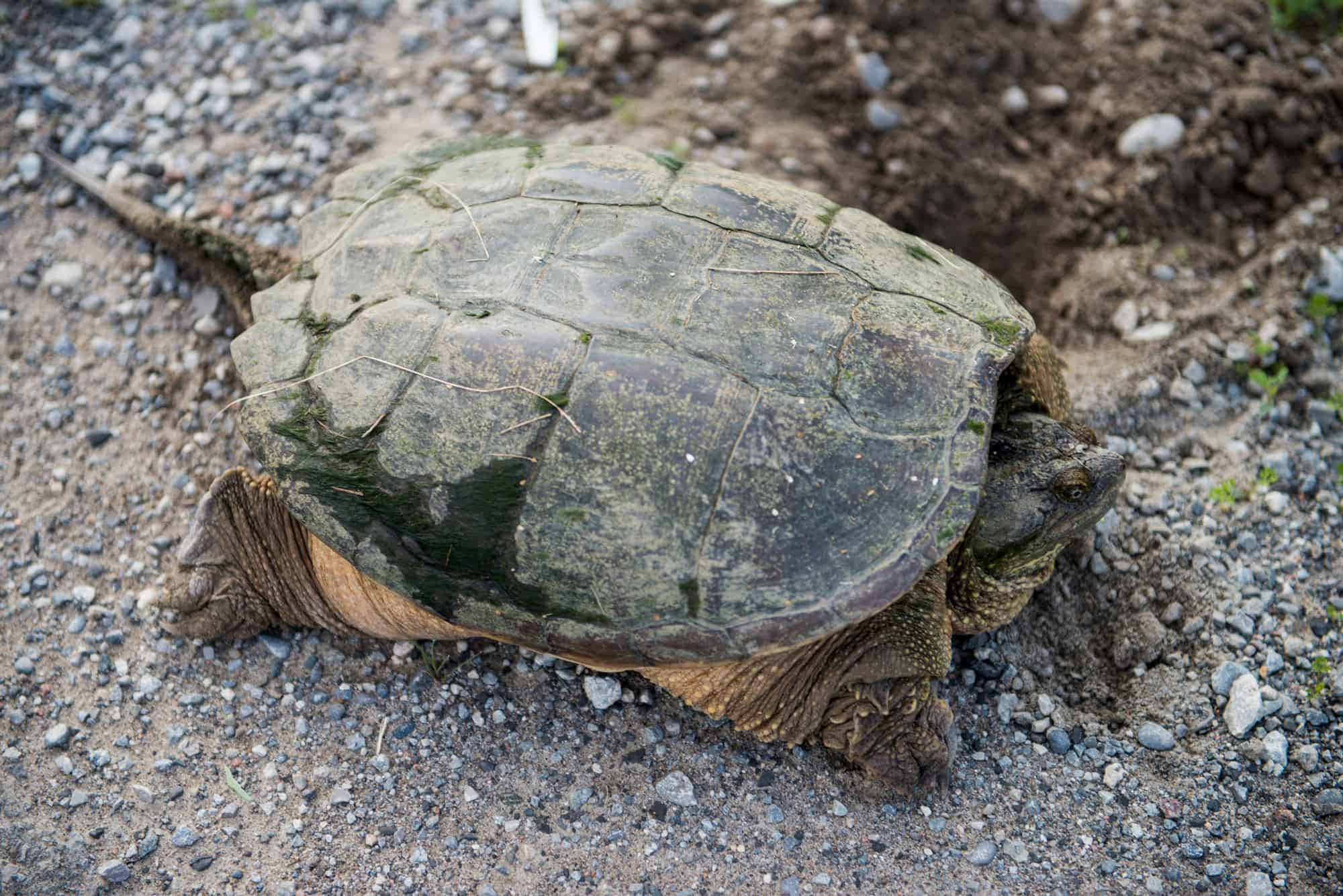 snapping turtle, gravelly dirt path, mossy green shell, Full HD Desktop Wallpaper