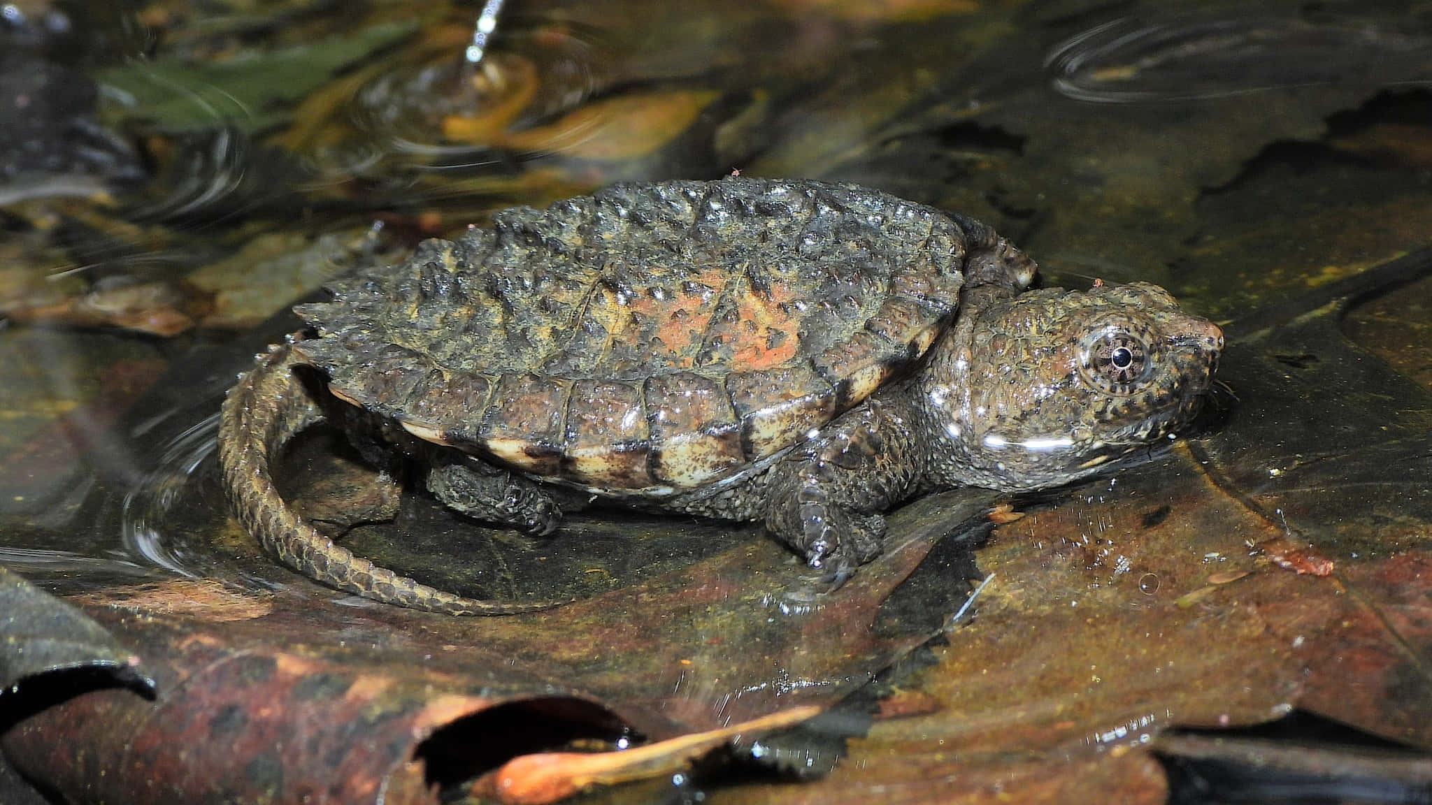 snapping turtle, wet leaves, rough textured shell, Full HD Desktop Wallpaper